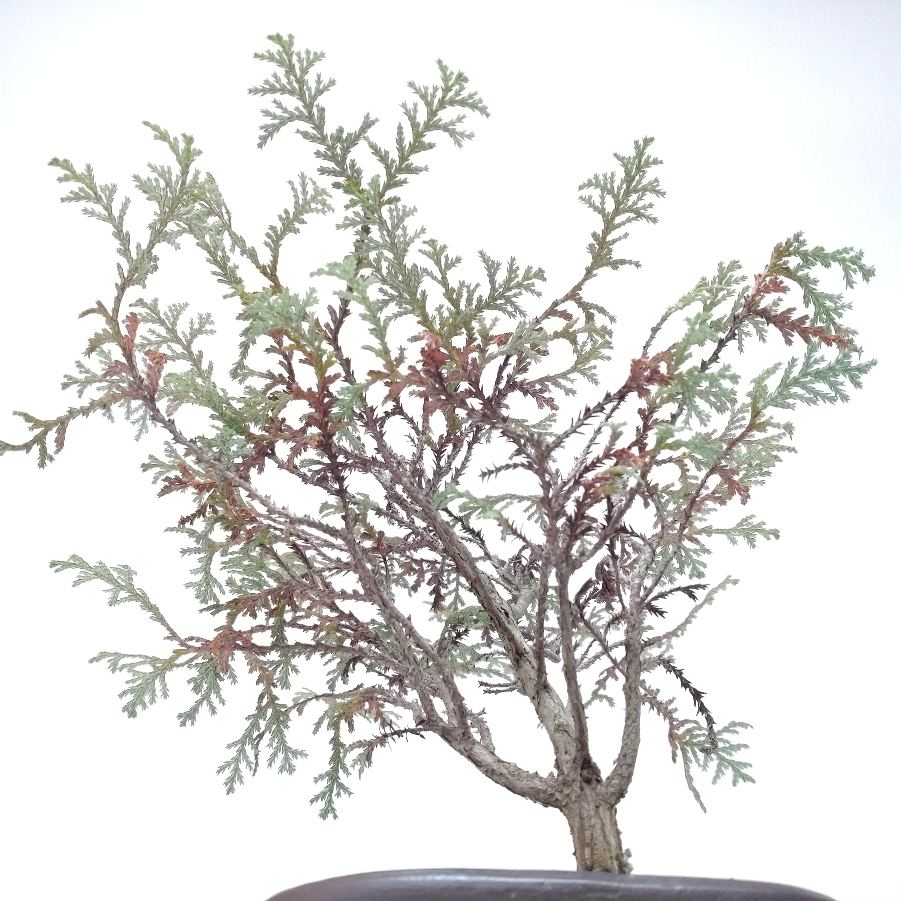 椹（サワラ）盆栽 SS016 椹（サワラ）盆栽 SS016 | 盆栽創【Bonsaisou】