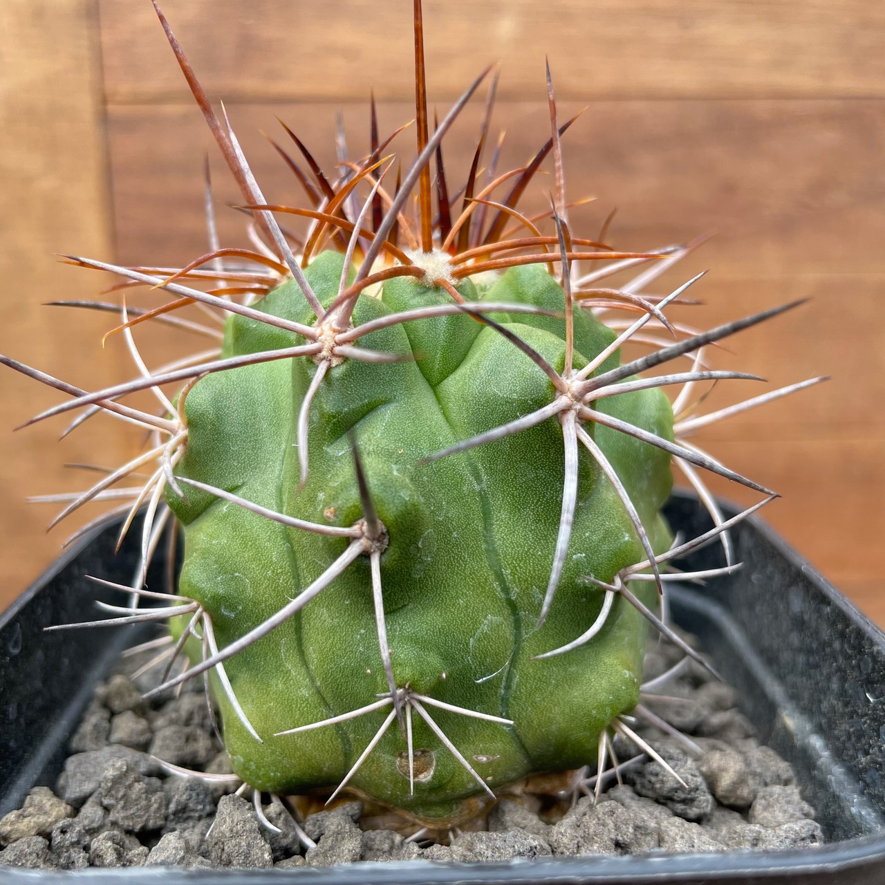 Copiapoa alticostata【コピアポア・アルチコスタータ・実生】