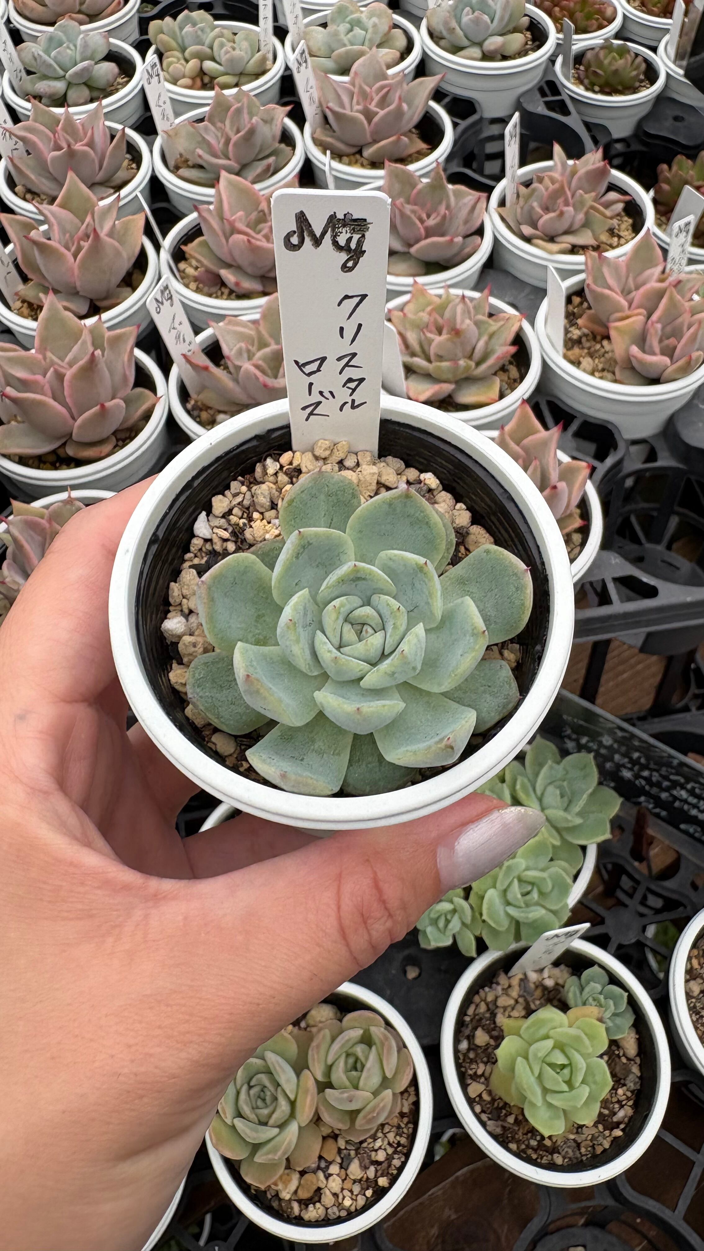 クリスタルローズ 多肉植物 エケベリア 安心の生産ポットそのまま販売