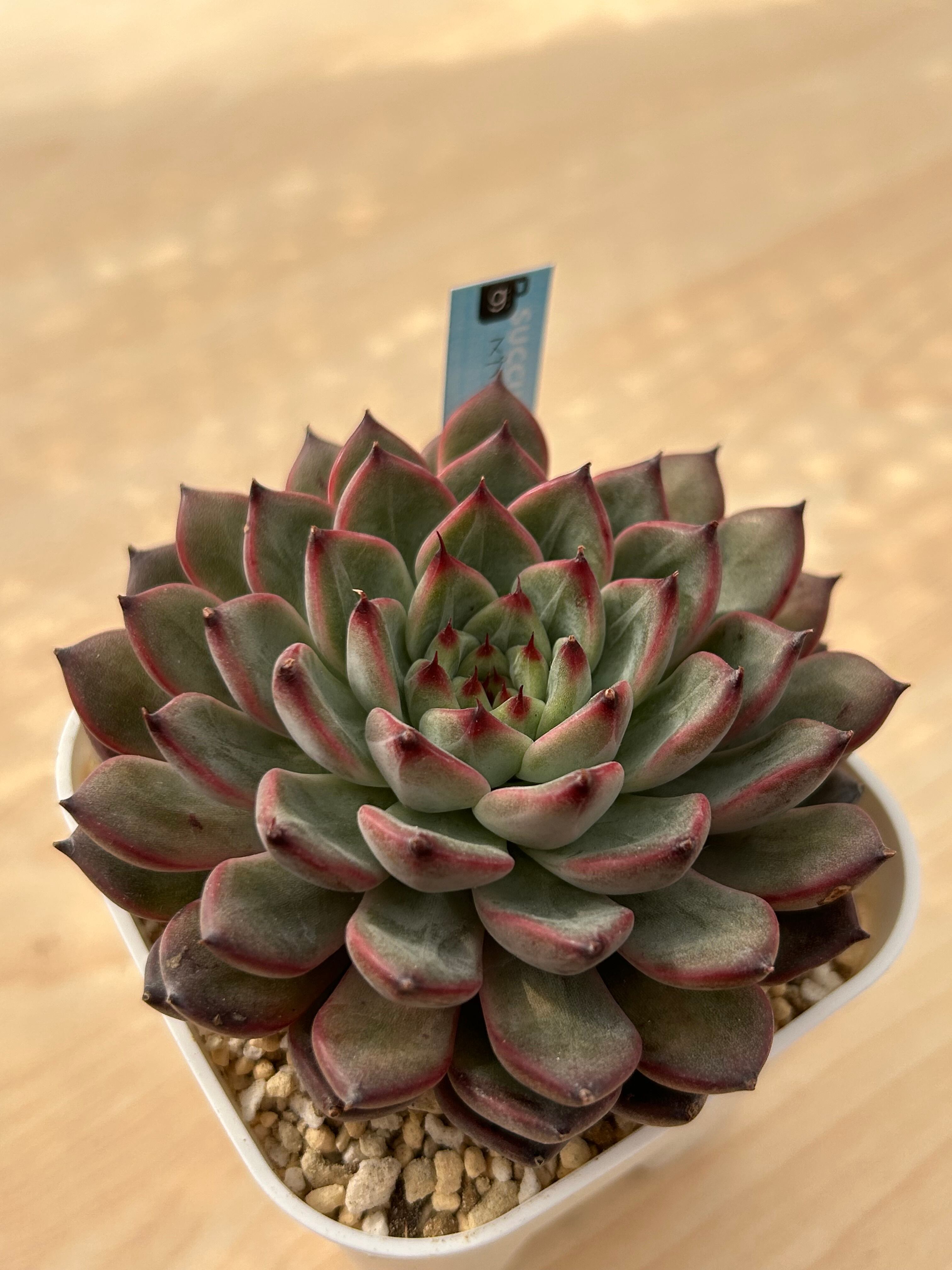 韓国苗 | 多肉植物食堂