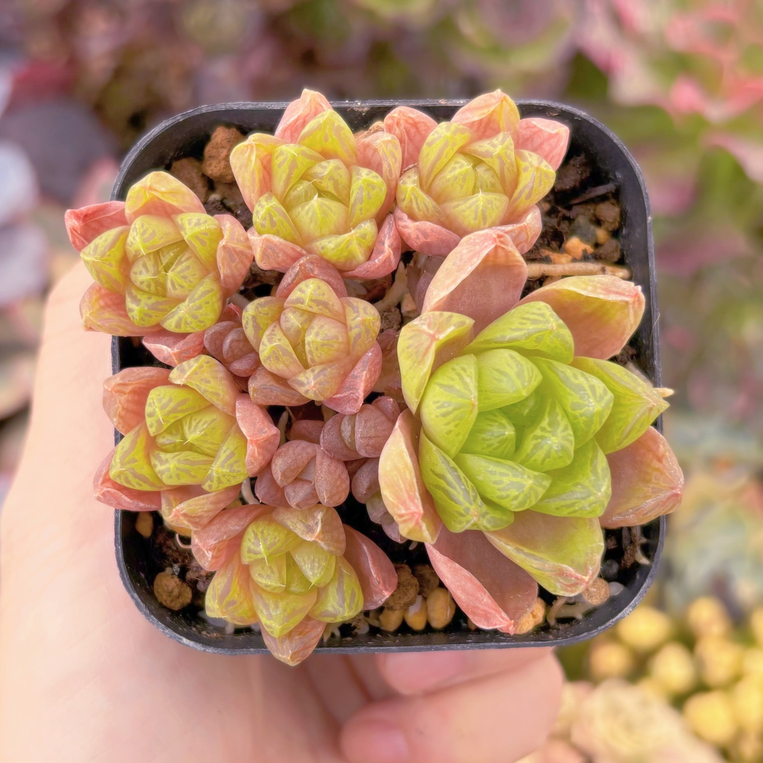 現品　ハオルチア　ウンブラティコーラ#907　群生　古株　るる農園