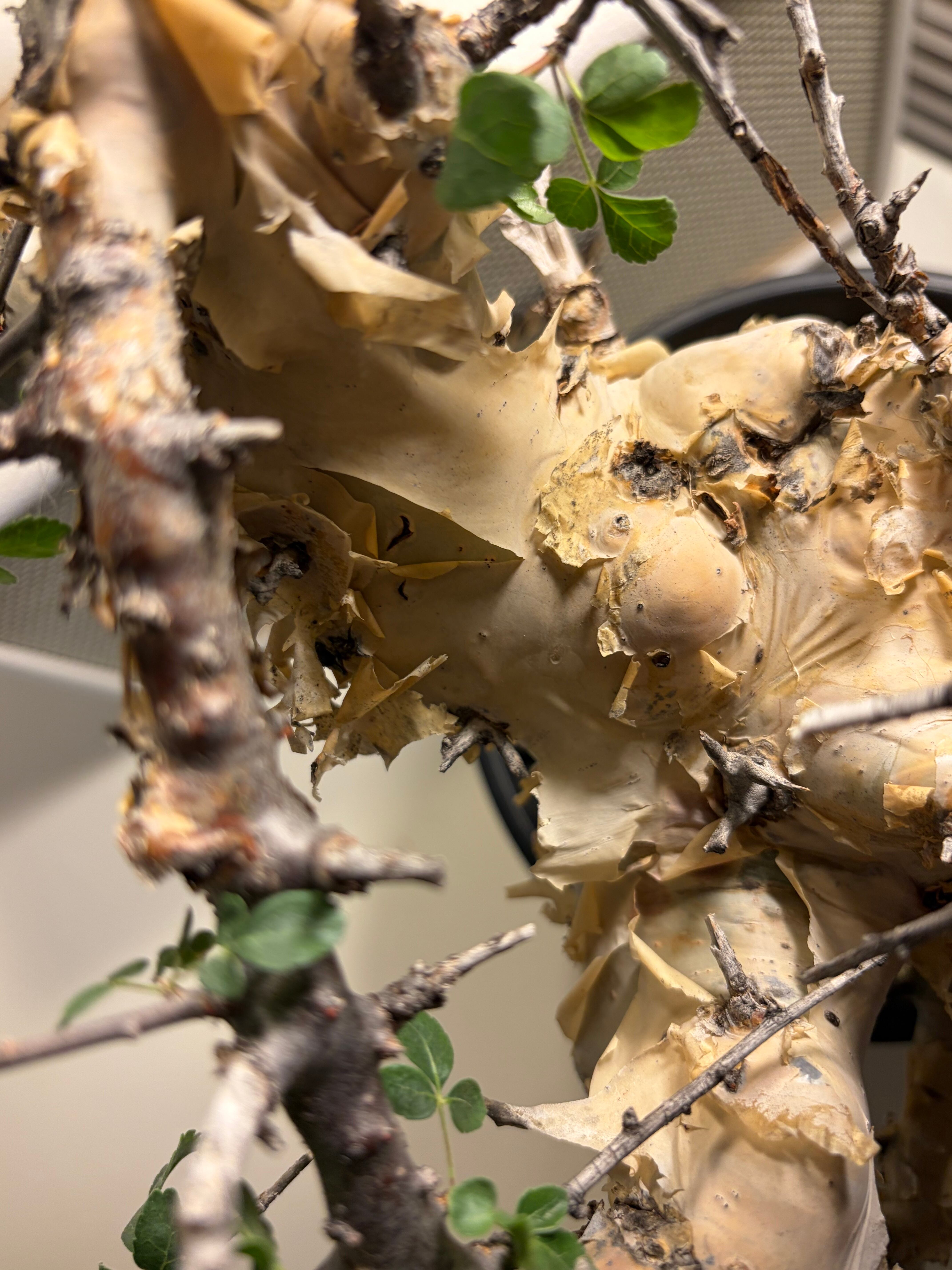 荒れ狂うコミフォラ カタフ ターカネンシス Commiphora グラキリス 荒れ狂うコミフォラ カタフ ターカネンシス Commiphora グラキリス