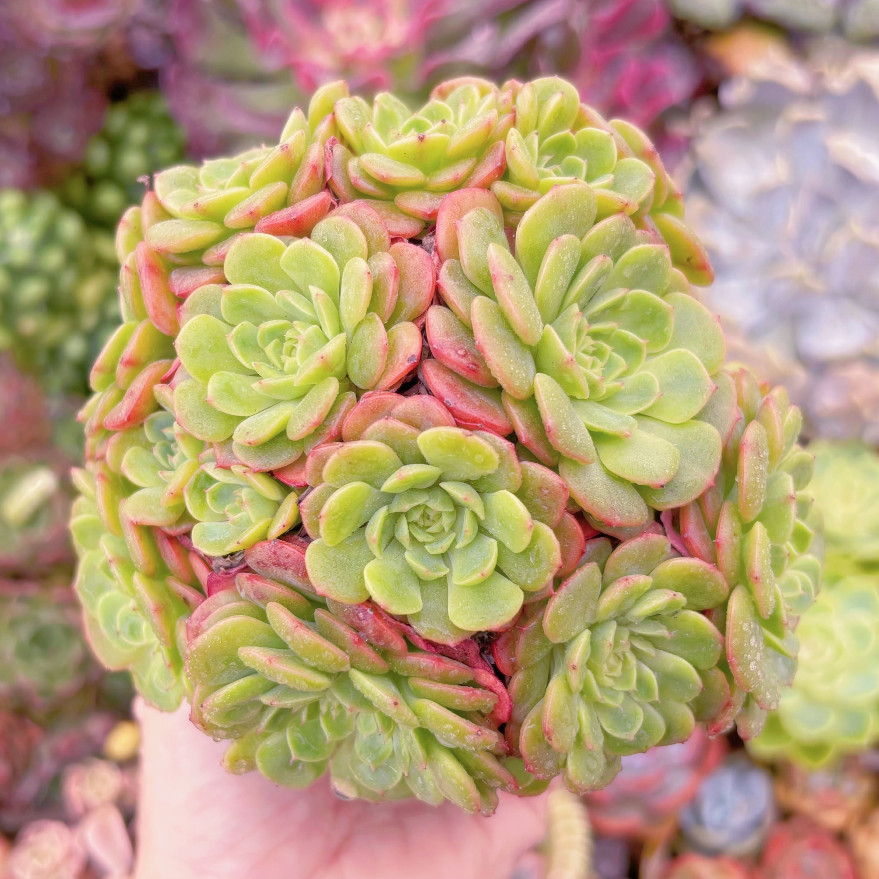 現品　ピンクバブル#2001　大群生　るる農園