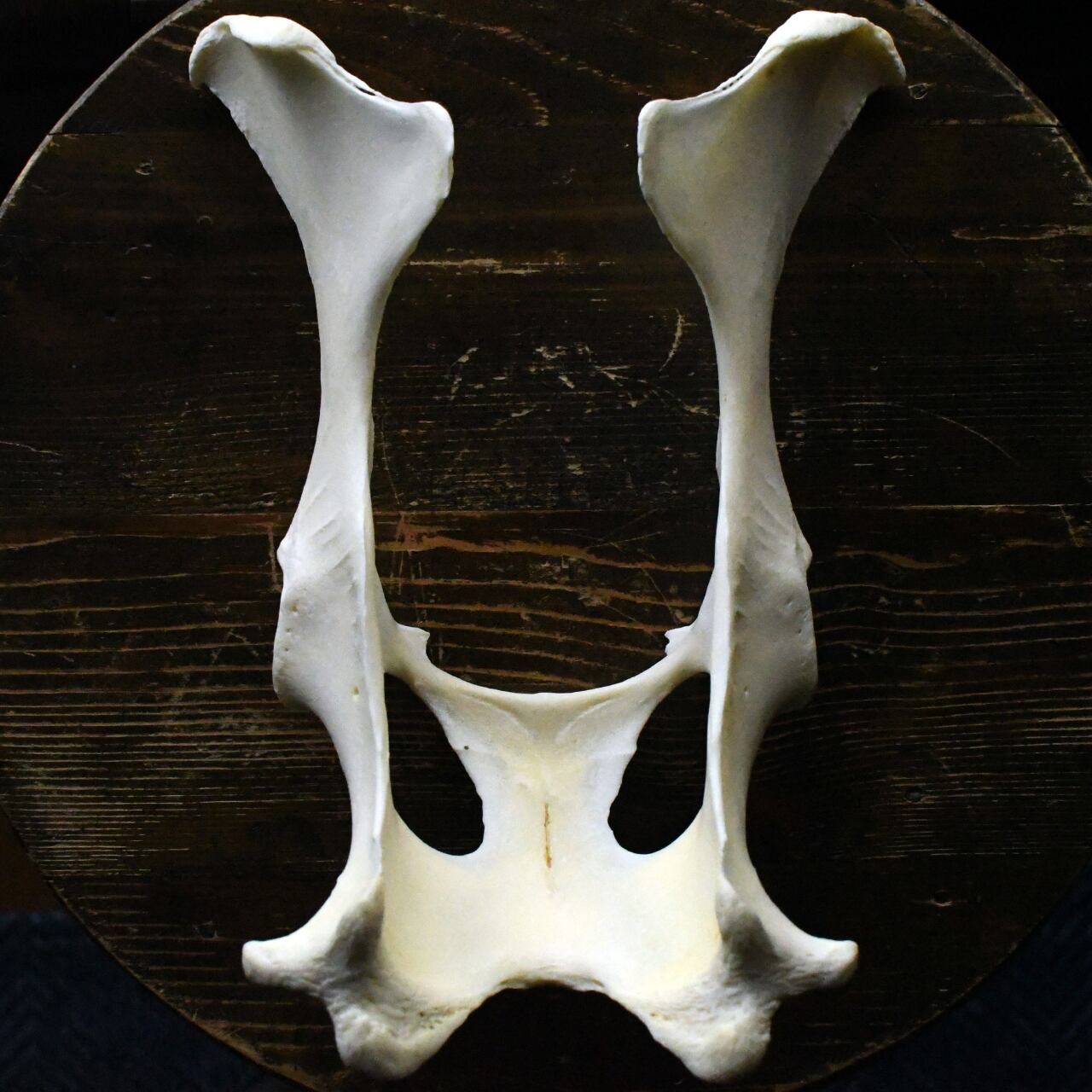 ハクビシンの全身骨格標本（平面） | ほねとはね ONLINE SHOP