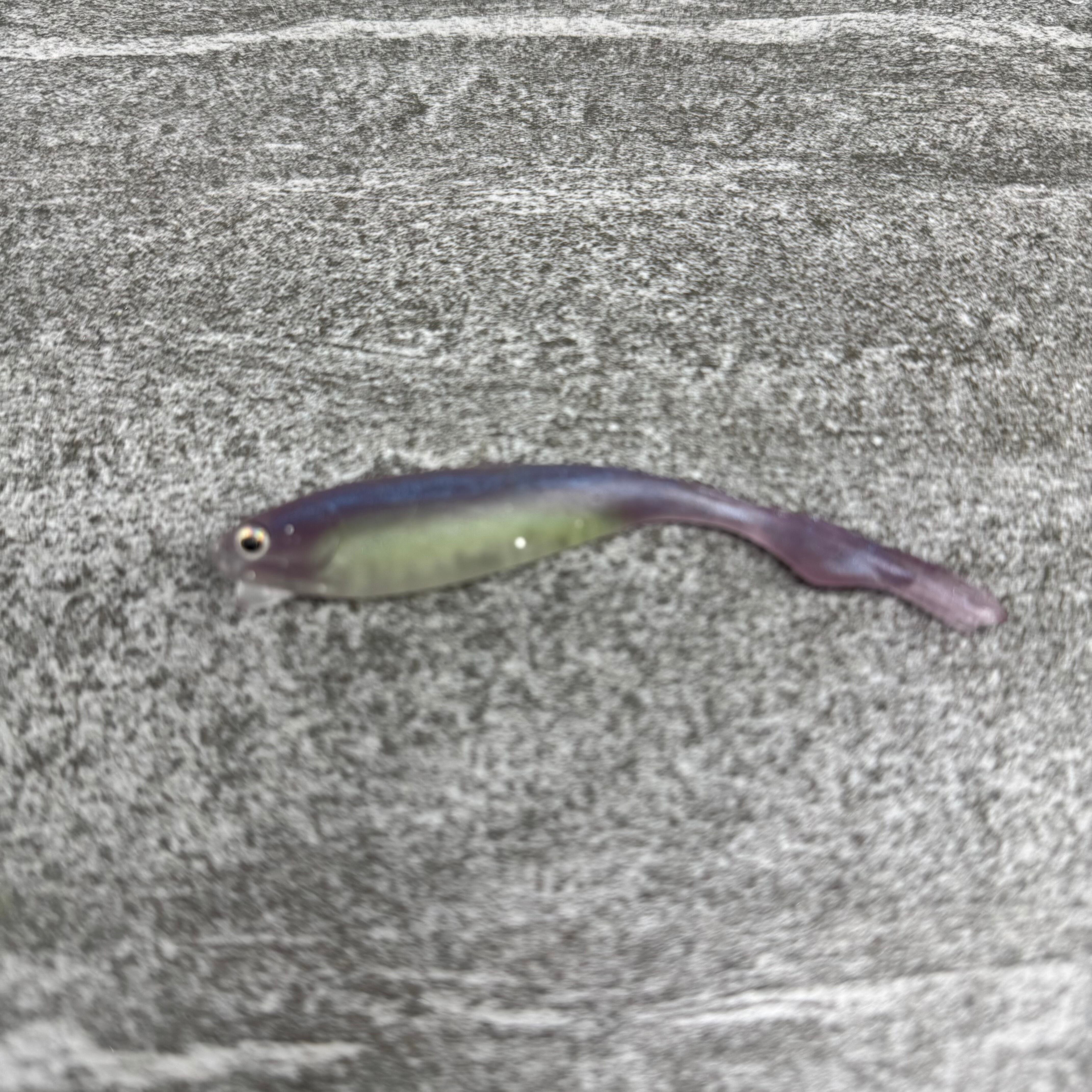 FINALWEAPON Web Store