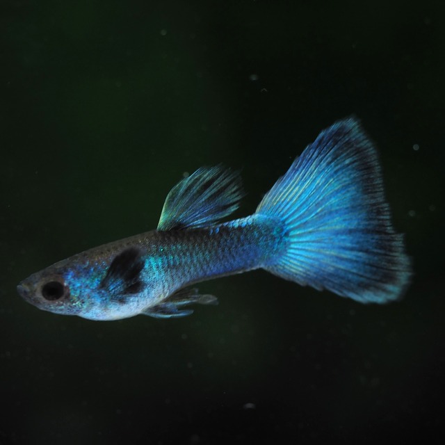 【専用】モスコーグリーン　若魚2ペア
