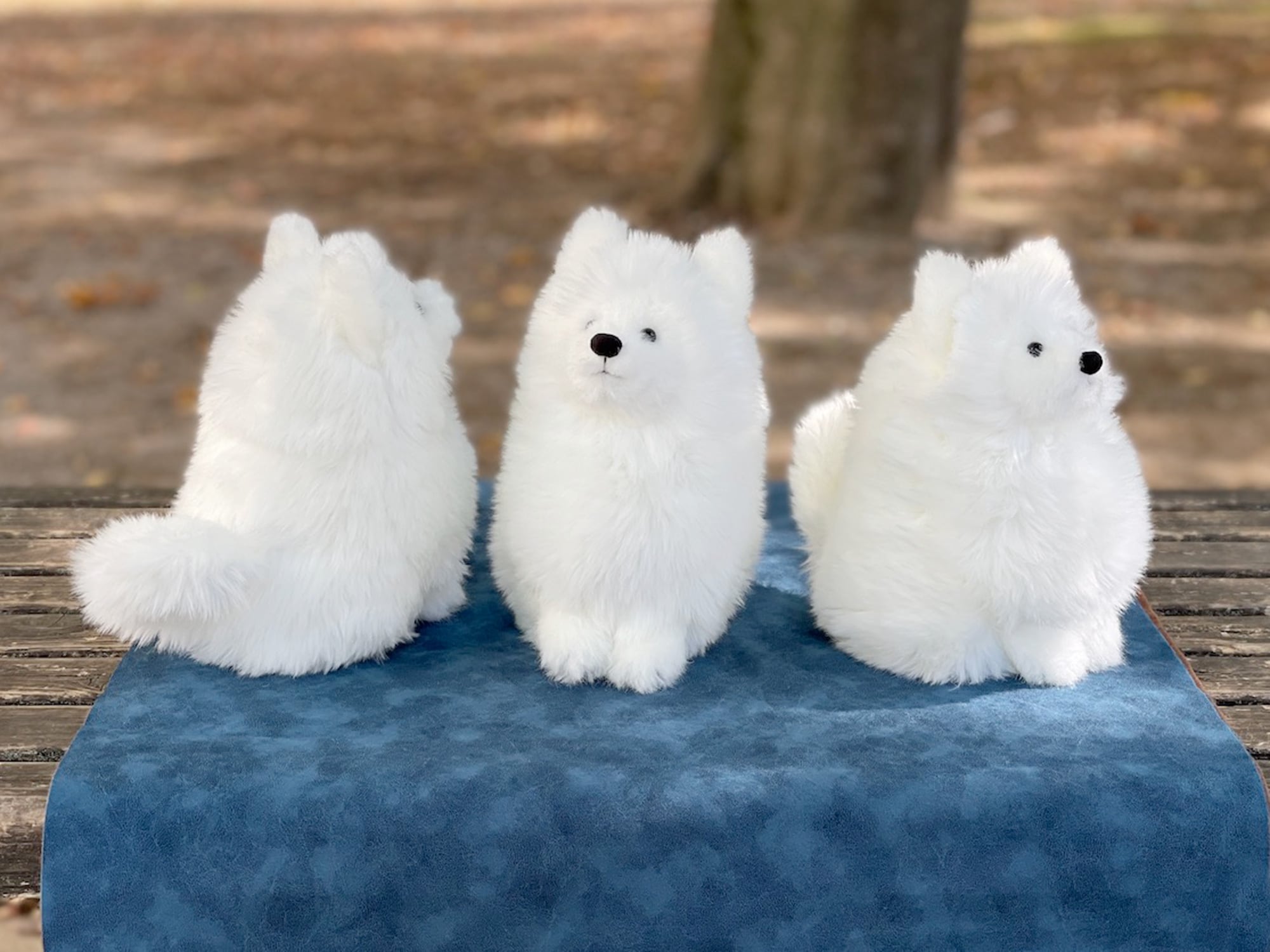 サモエドわんこ | もふいぬ