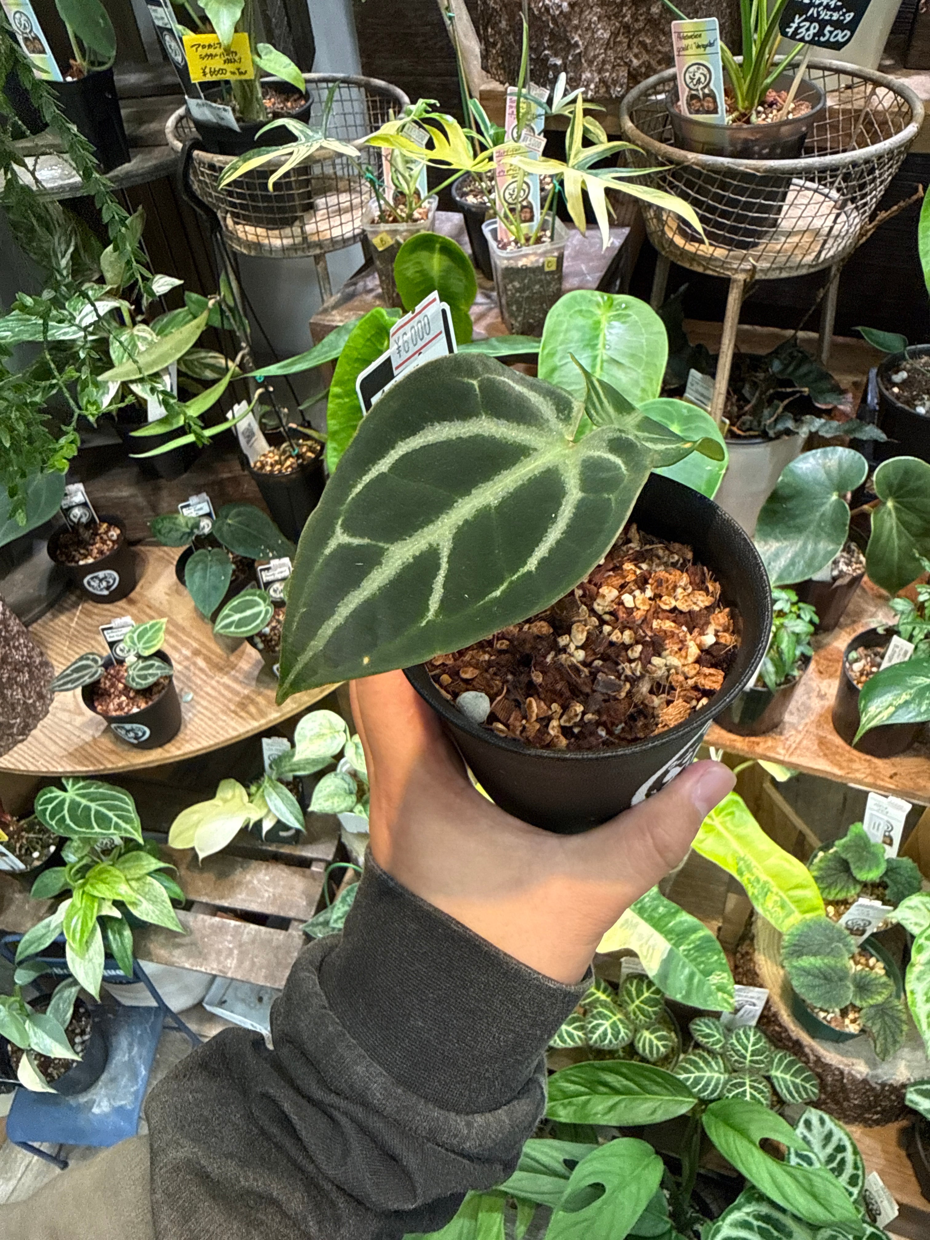 アロカシア ヘテロフィラ 'metallic blue' | Gardenえん 【観葉熱帯植物】