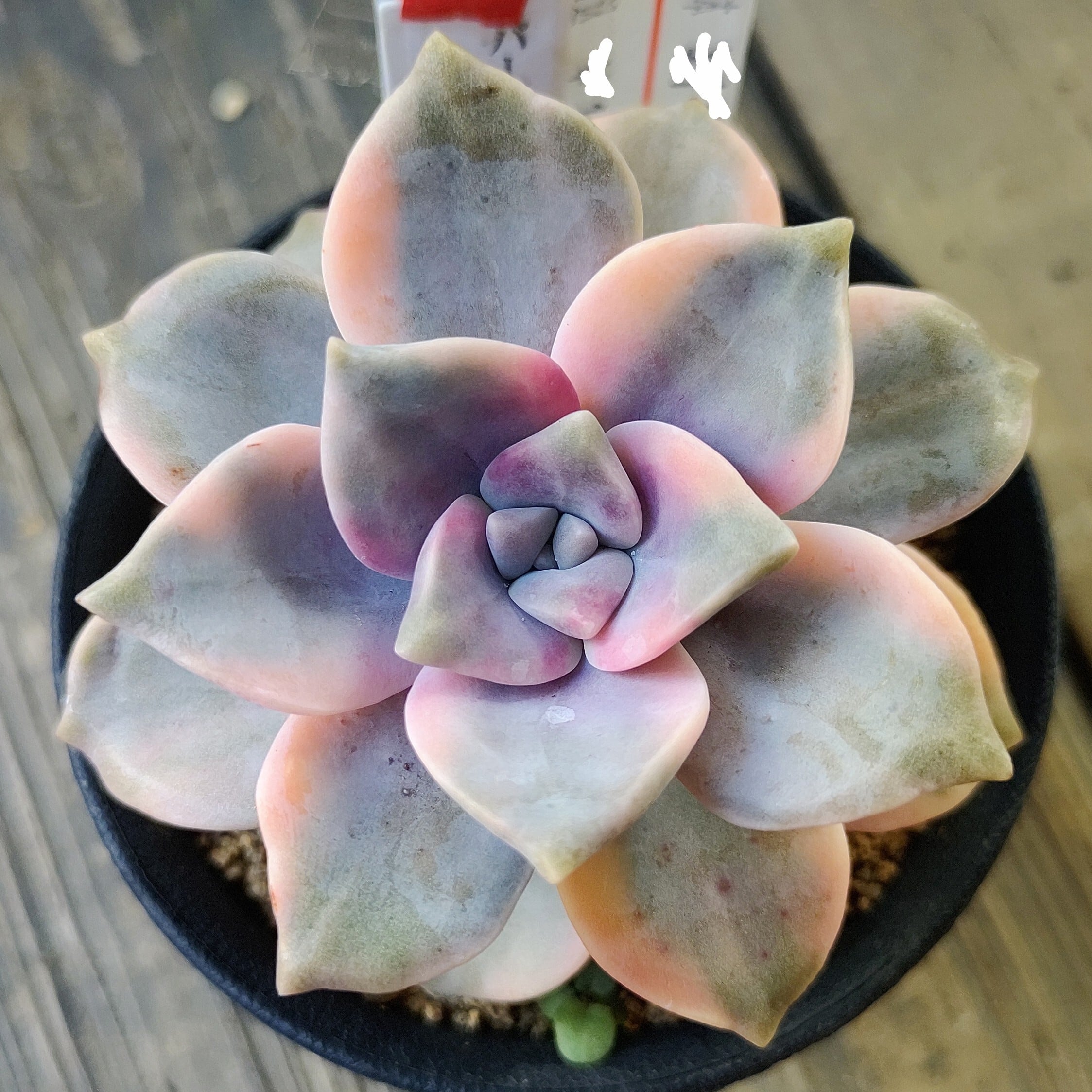 錦 | RuPo 多肉植物専門店