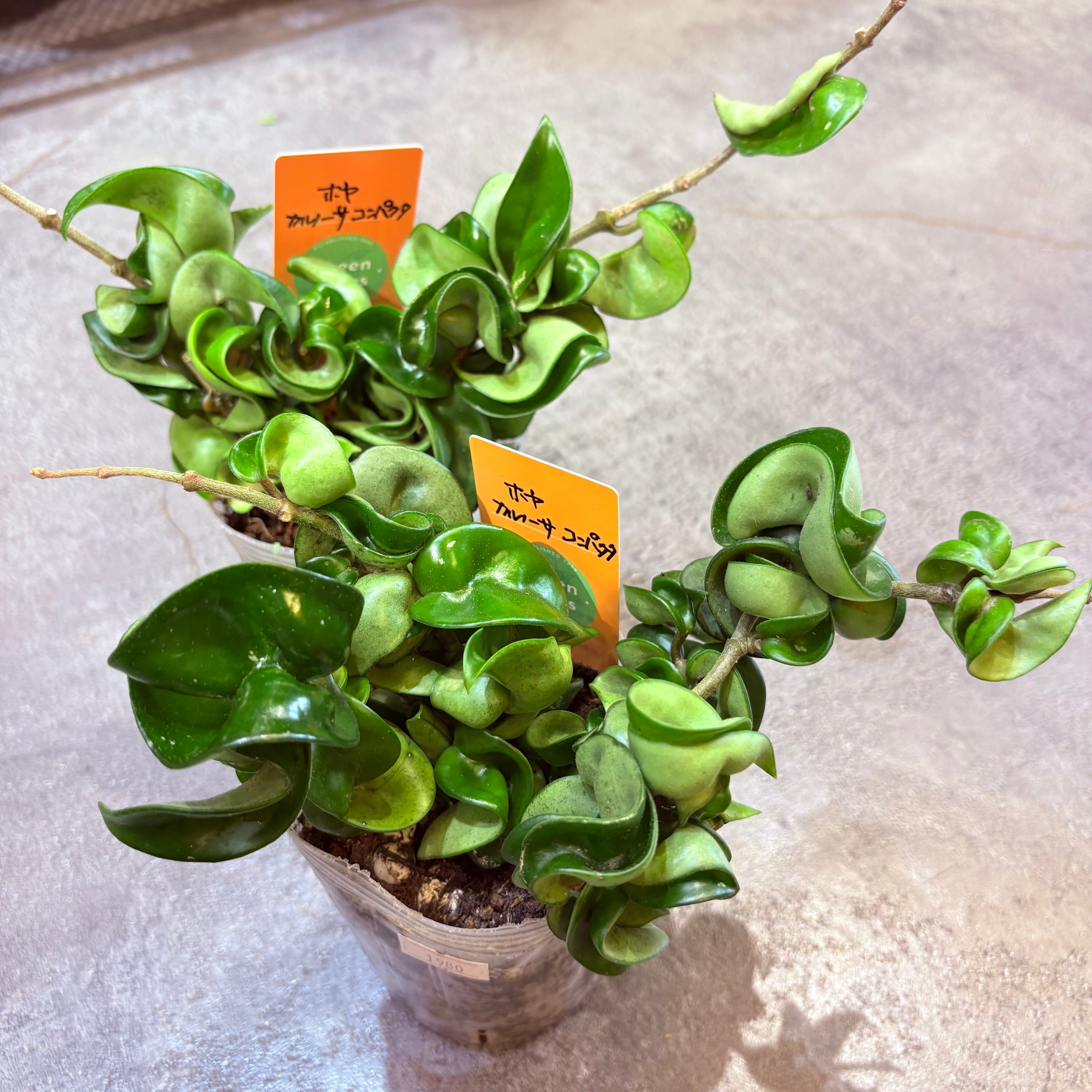 モンステラ バルバソー 3号 | Green Vibes 宇都宮市の観葉植物専門店