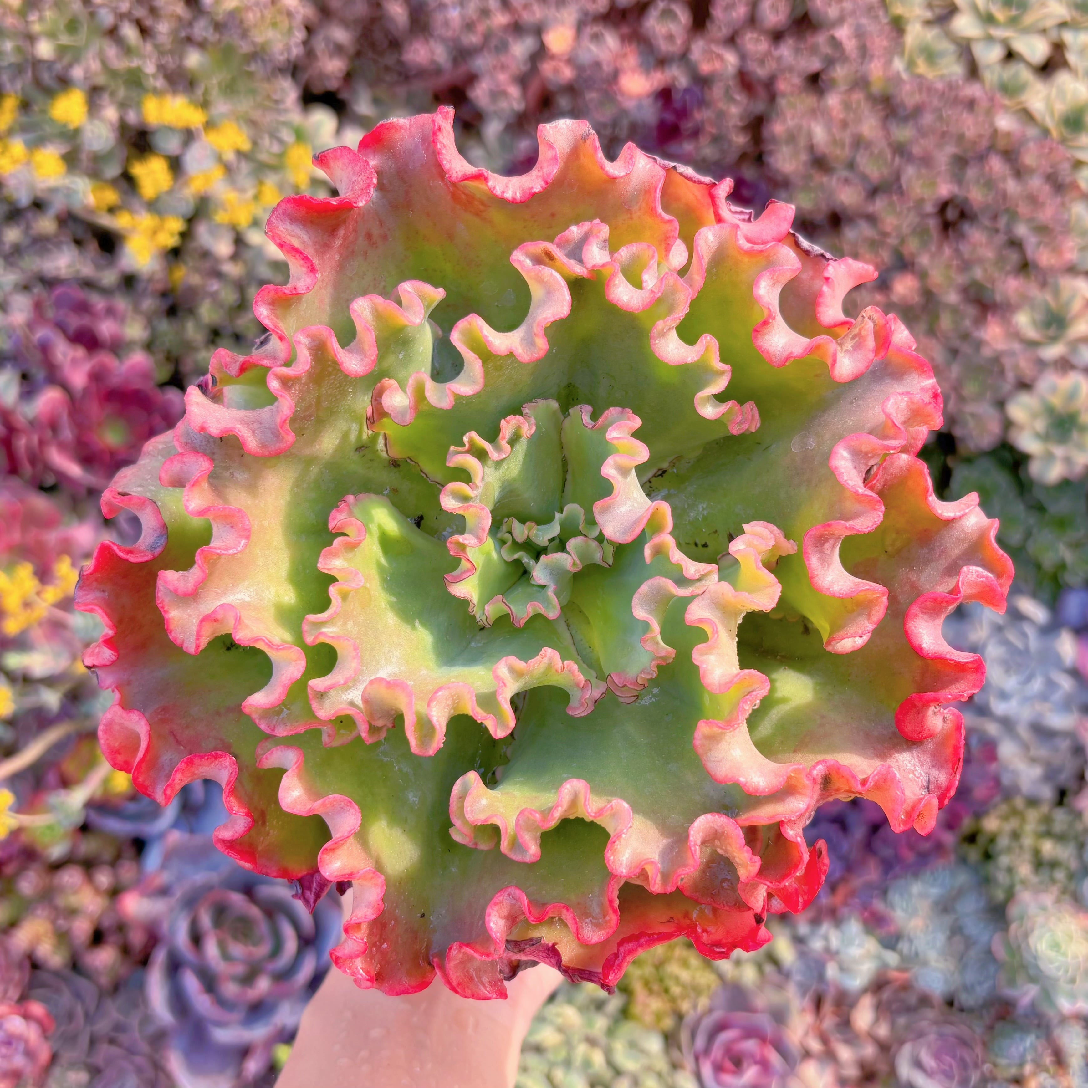 多肉植物　紅珊瑚　大苗　新入荷　るる農園