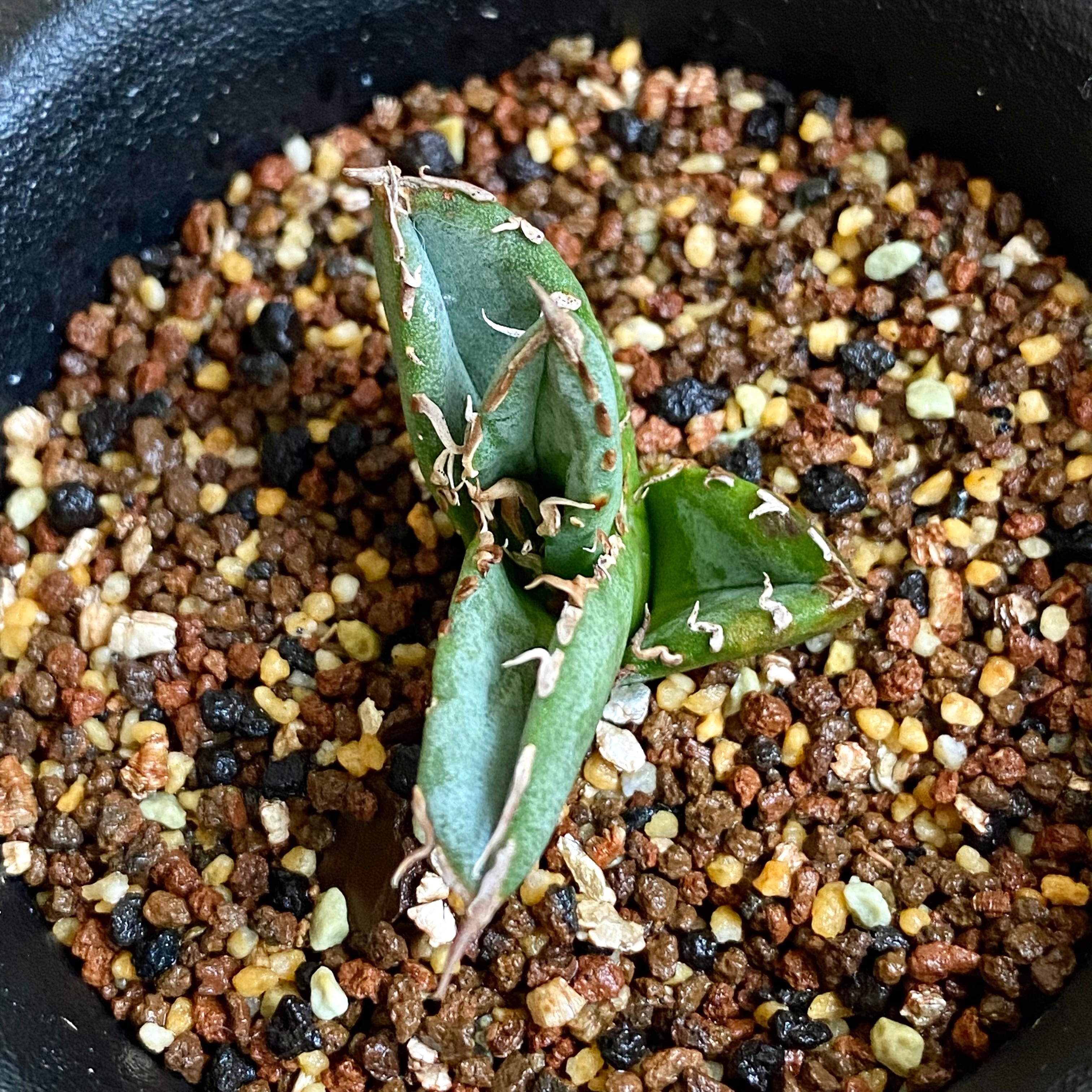 agave titanota oteroi / アガベ チタノタ オテロイ 子株観葉植物