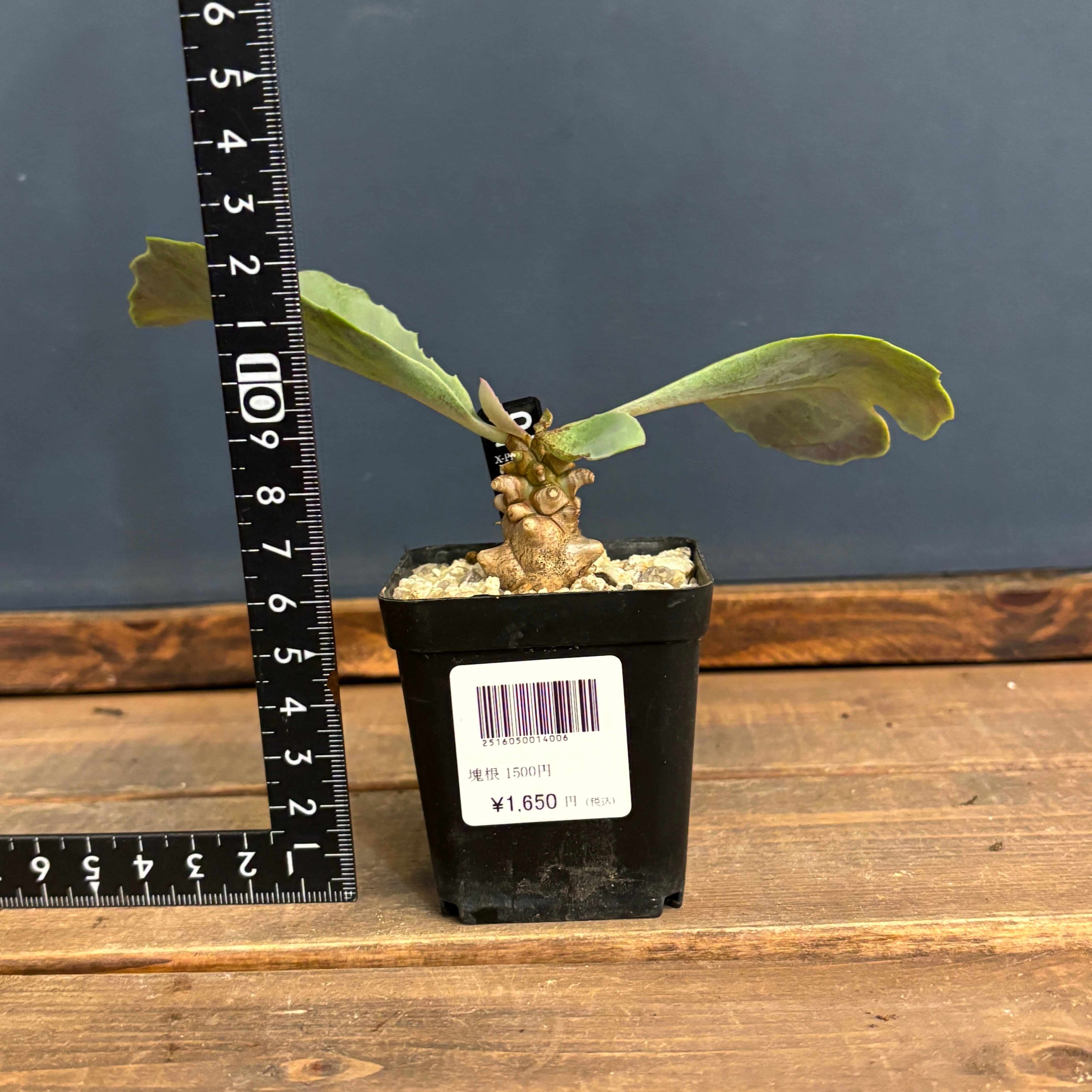 オトンナ ヘレー【779】 | PROTOLEAF プロトリーフ