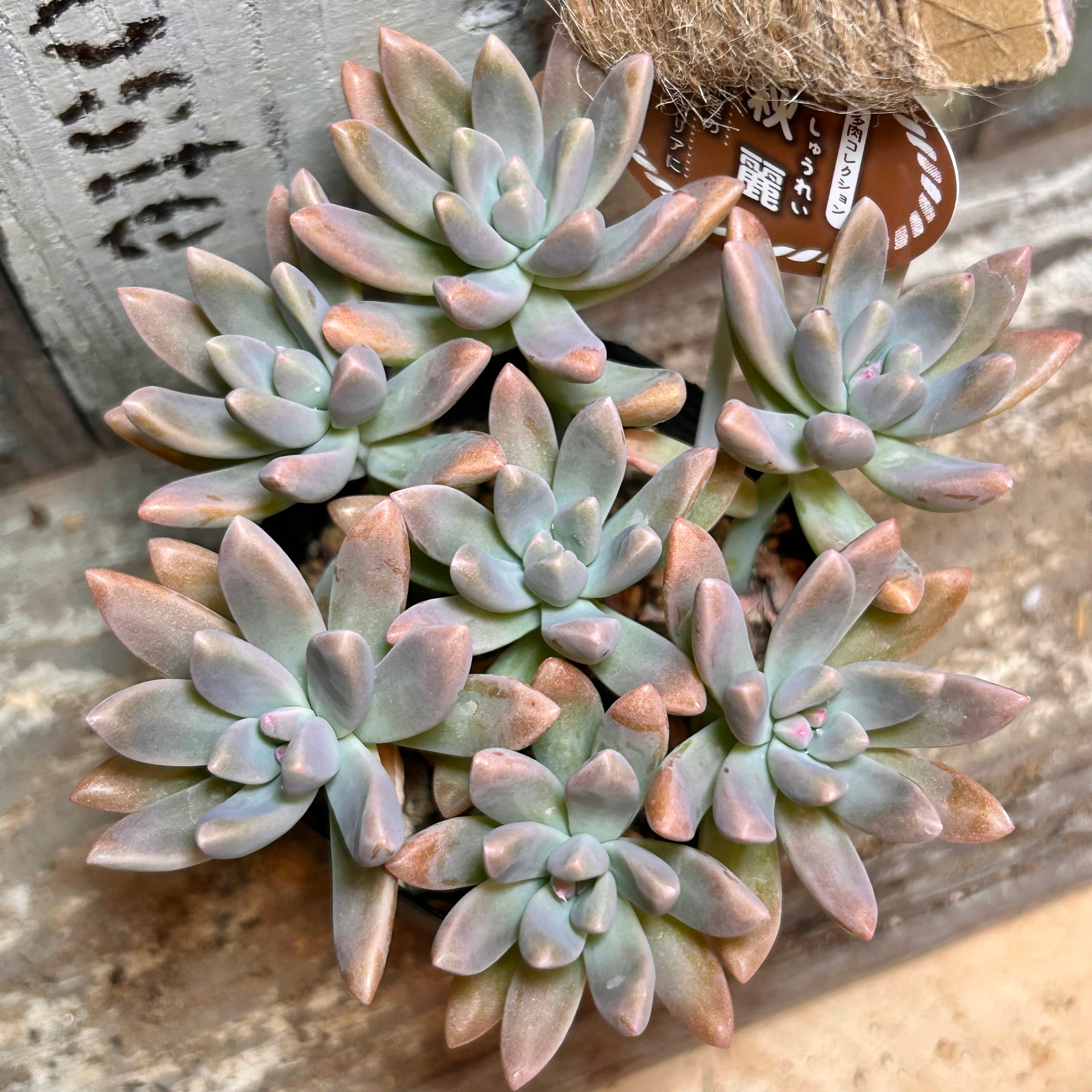 秋麗 | RuPo 多肉植物専門店