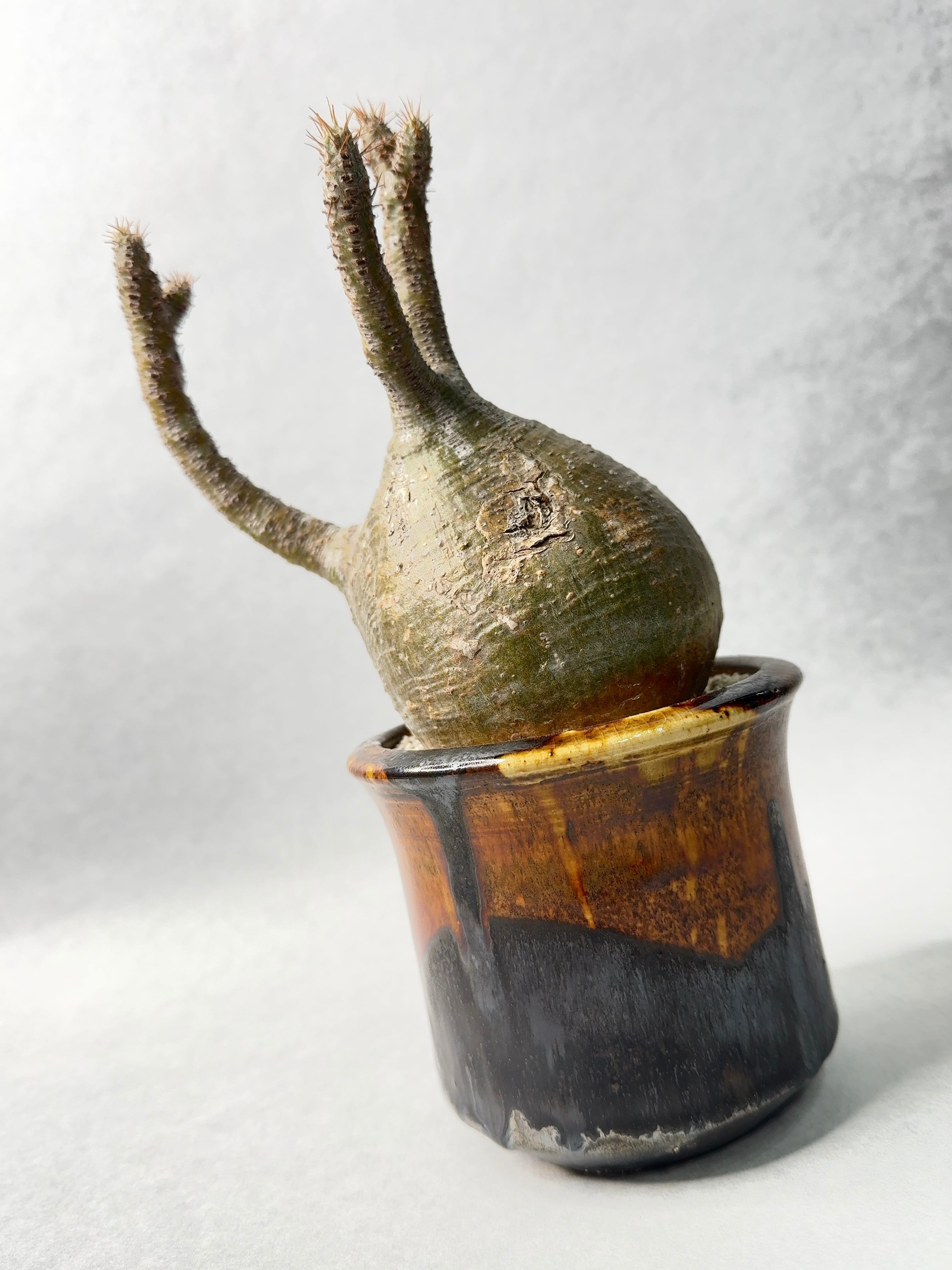 姫野翔太 | trigger