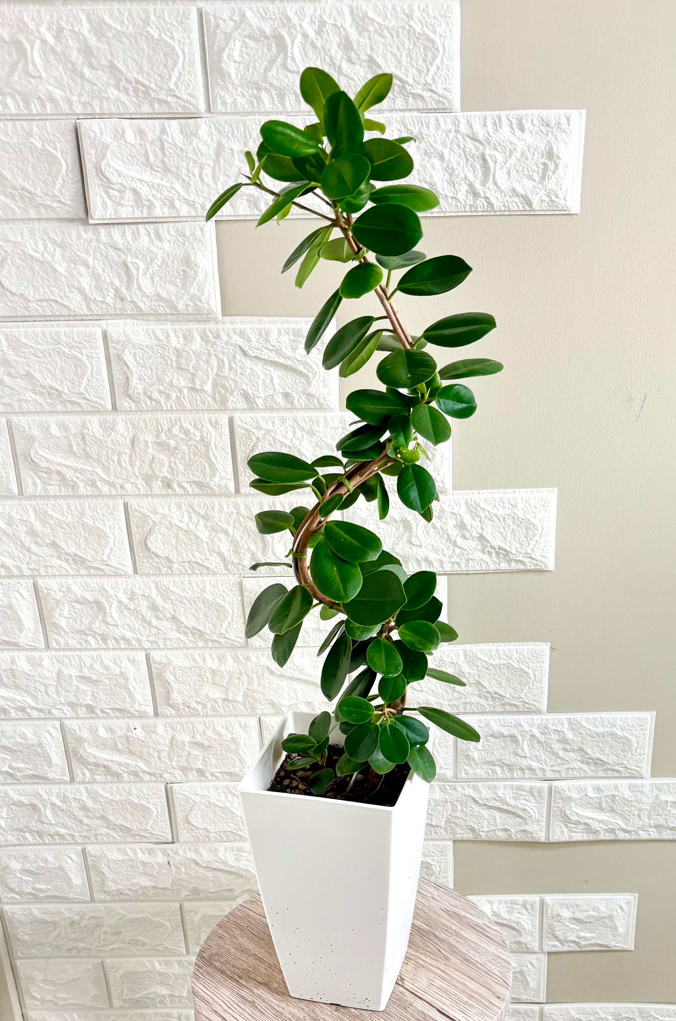 現品】フィロデンドロン クッカバラ 幹立ち 観葉植物 | 観葉植物のお店