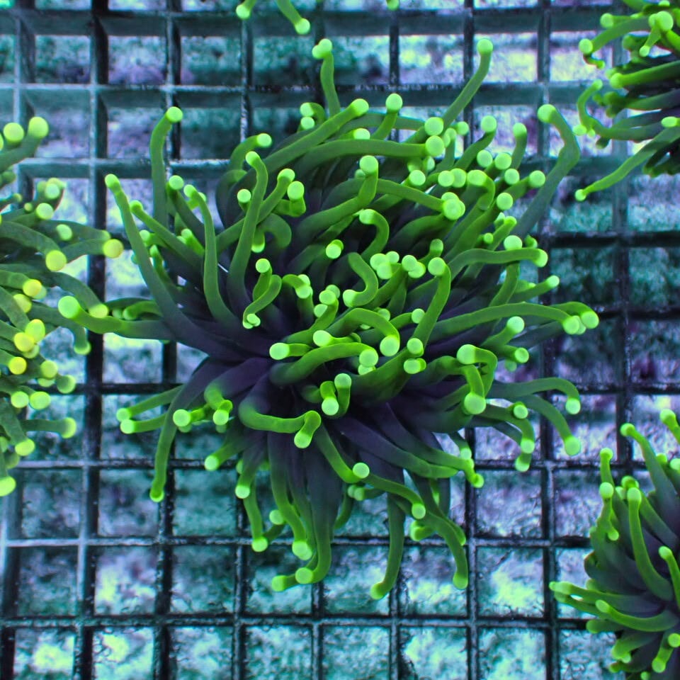 天然ライブロック Sグレード 1kg | HOUSE REEF(ハウスリーフ)サンゴ