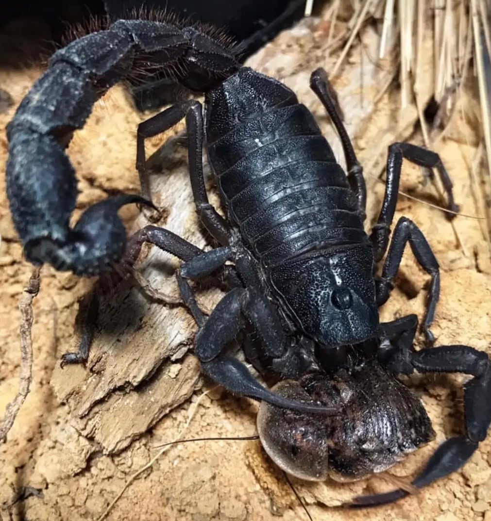 予約受付中】ピラーテイルスコーピオンOrthochirus bicolor サソリ