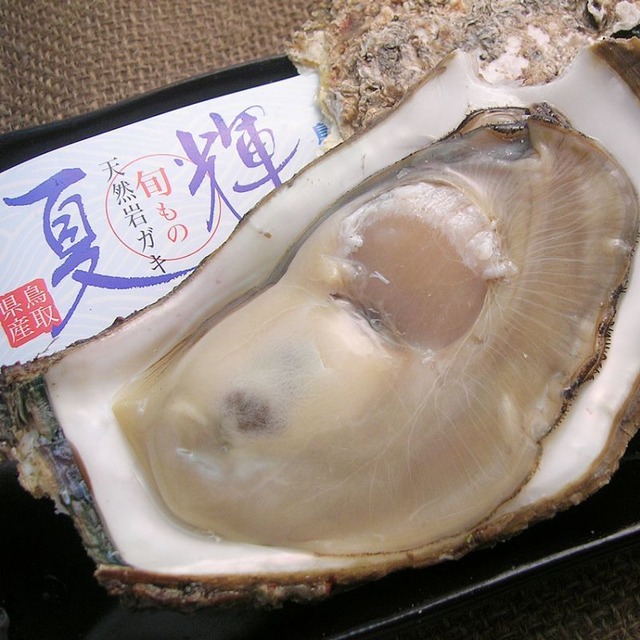 【夏の御馳走】夏輝/鳥取沖産/天然岩牡蠣/特大サイズ/ボンベ牡蠣/1個【生】【水揚げ次第発送】