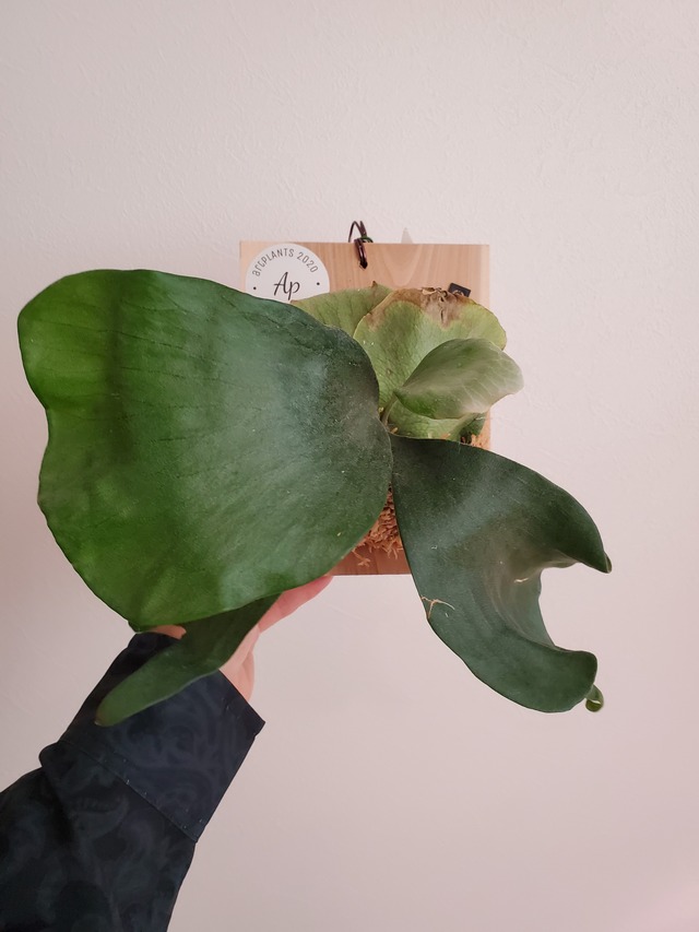 P.Rimklong(Spore)【artPLANTs】ビカクシダ/Platycerium