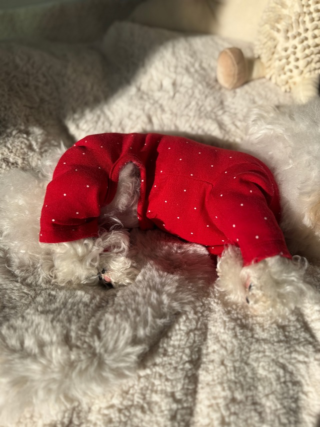 〈予約アイテム〉SICGGU / コットンドット オールインワン