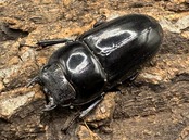 【WD】《パラワンオオヒラタ 92mm ペア》