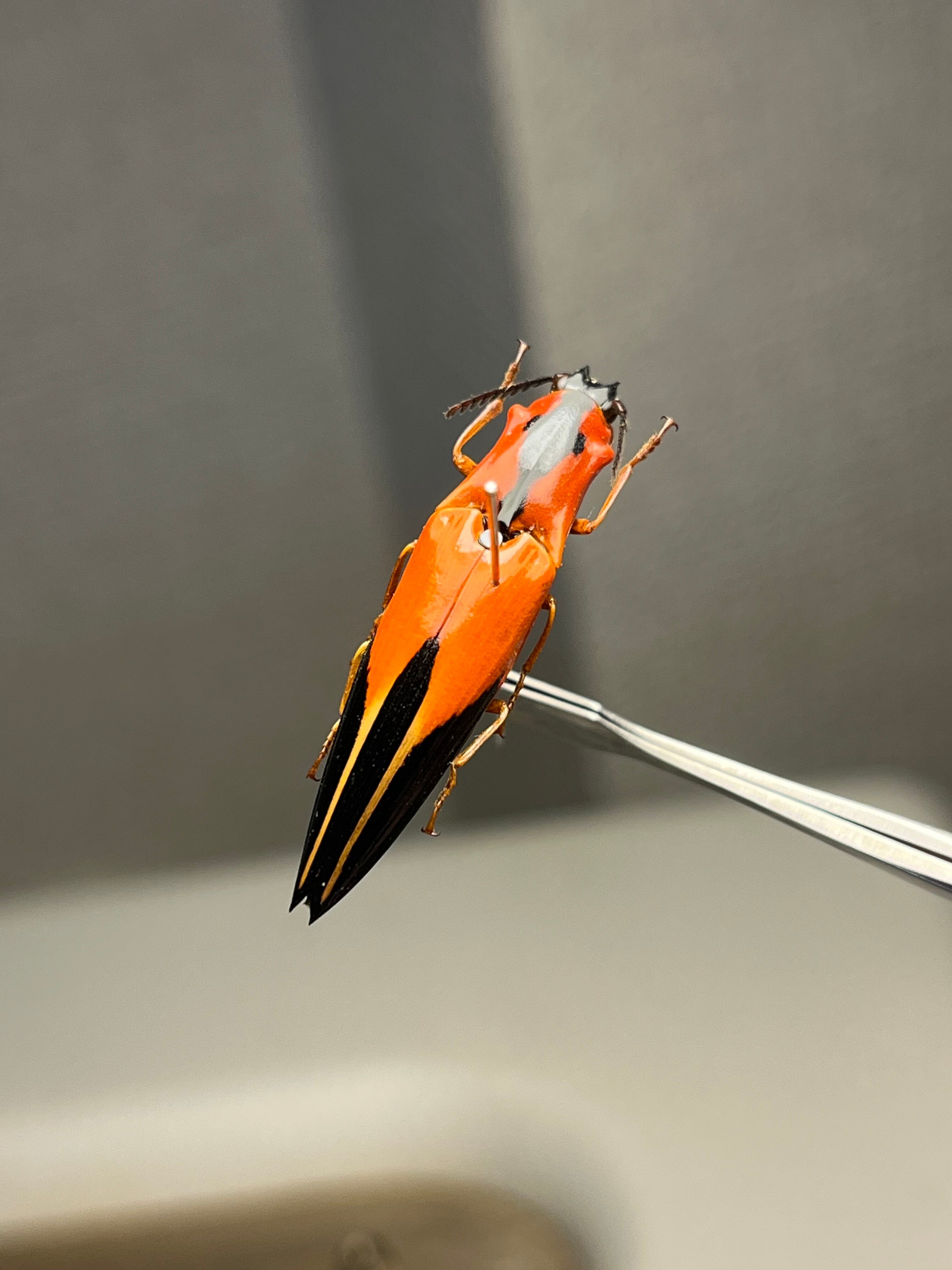 32mm】フェラーリコメツキムシ アングラトゥスミカドコメツキムシ 甲虫