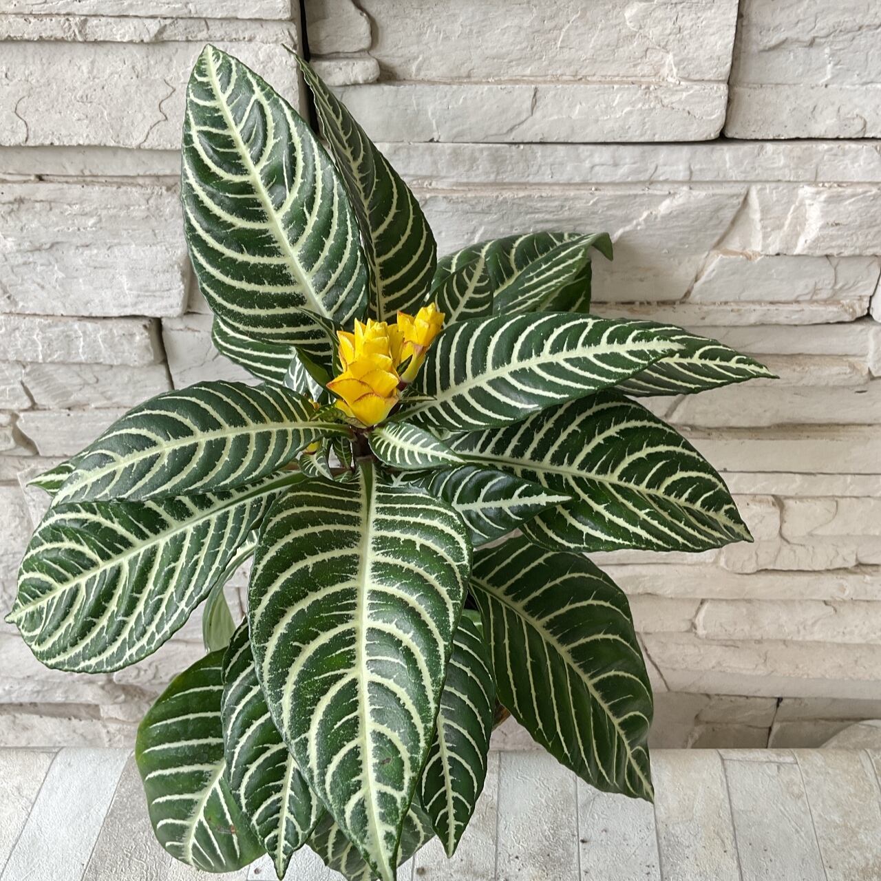 観葉植物 アフェランド ダニア 4 5寸鉢 橋本種苗園