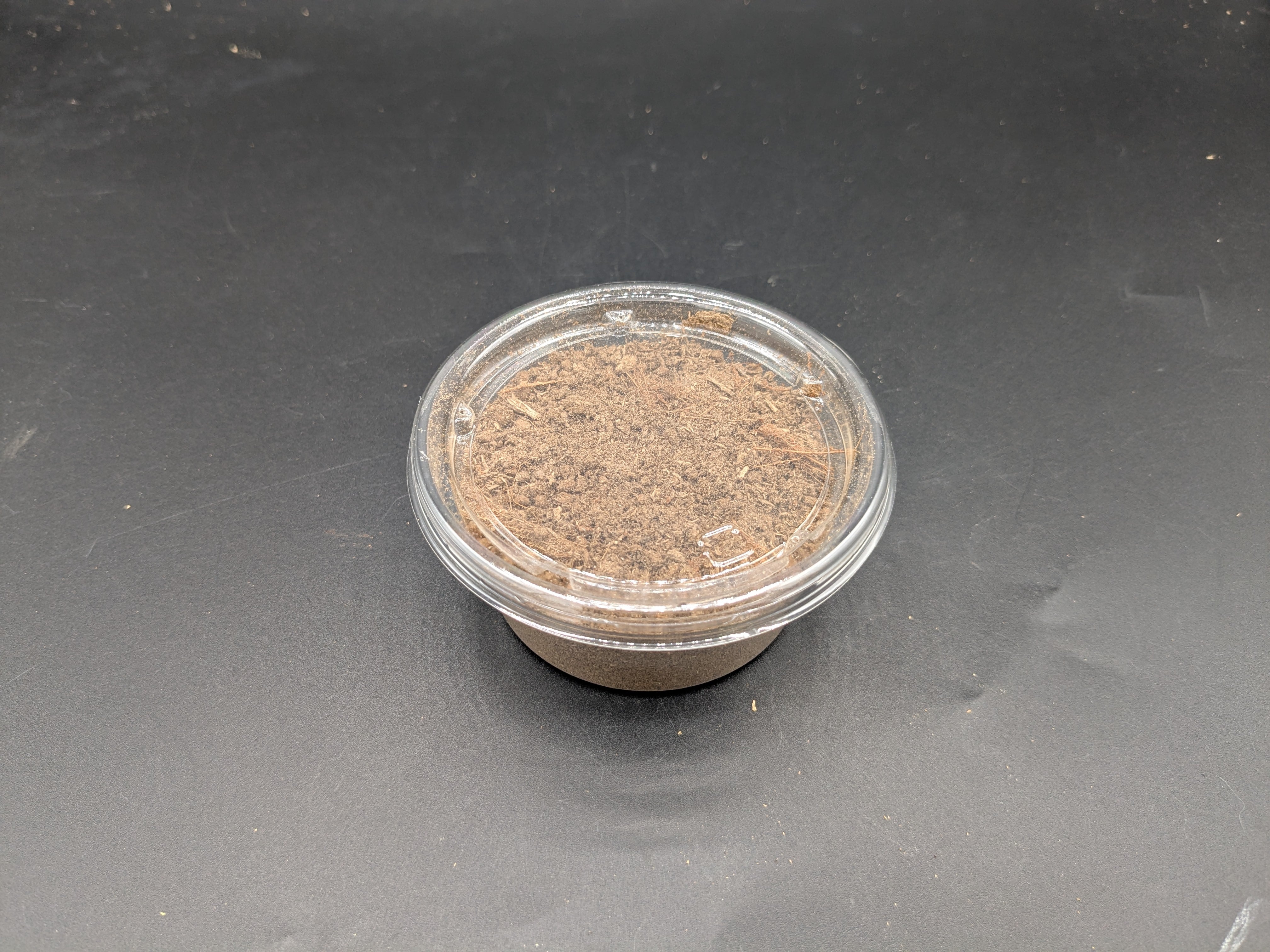 ニジイロクワガタ 幼虫