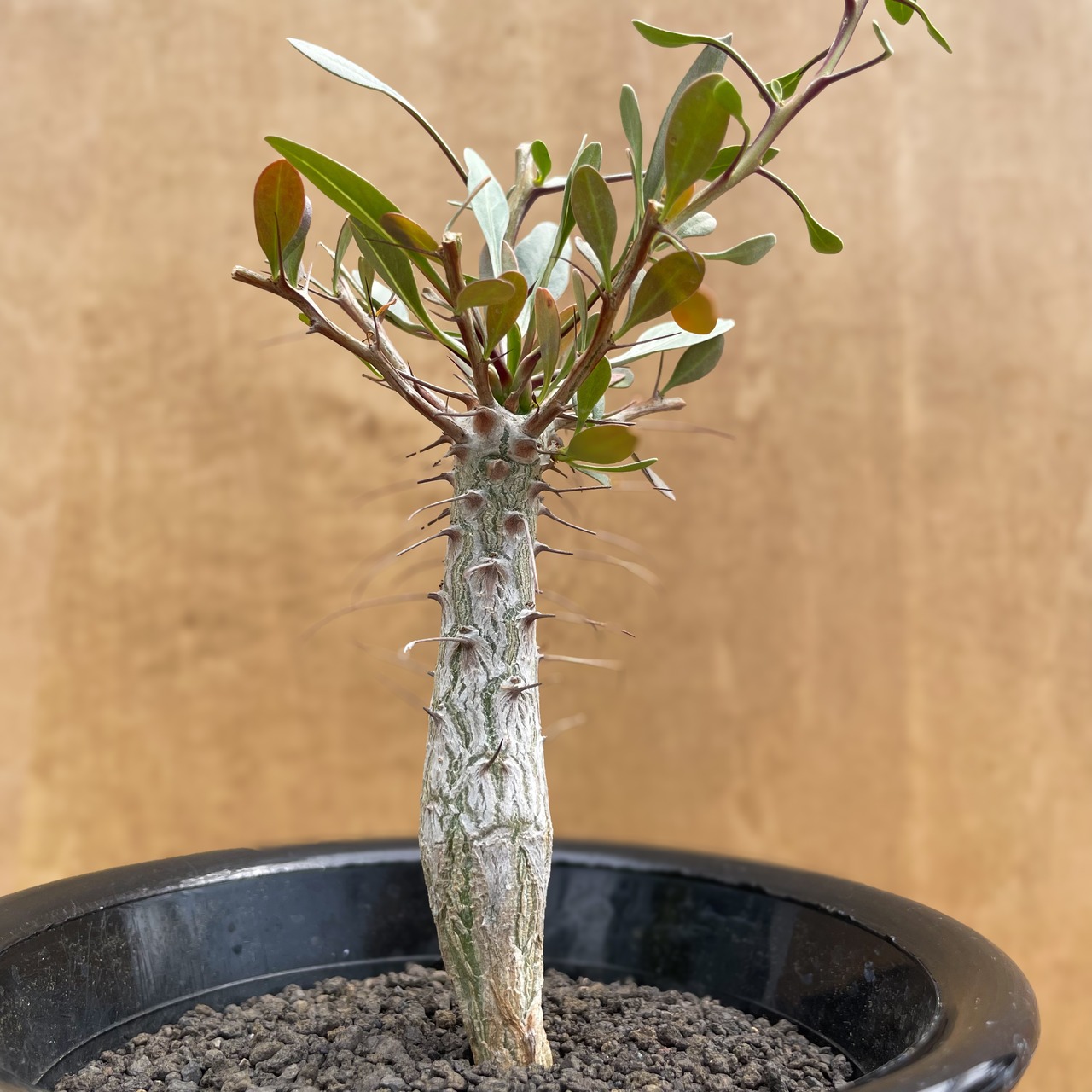 Fouquieria columnaris【フォークイエリア・観峰玉・実生】
