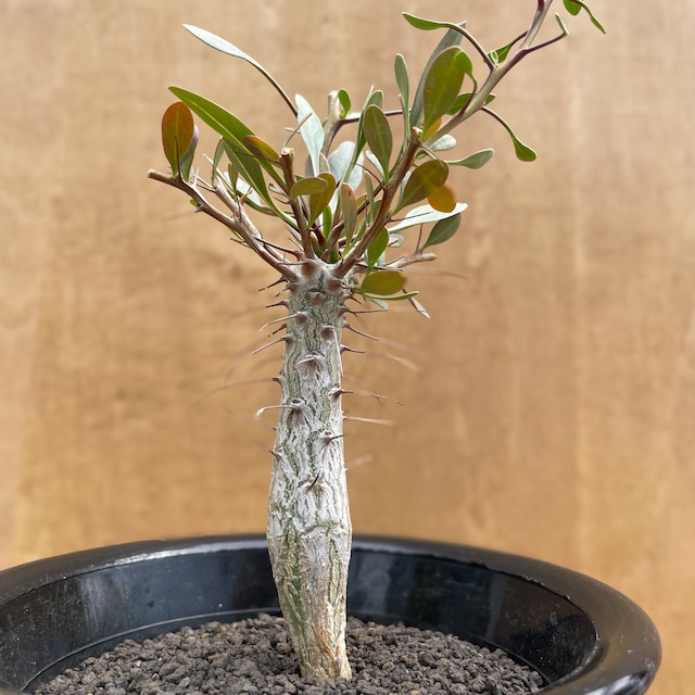 Fouquieria columnaris【フォークイエリア・観峰玉・実生】