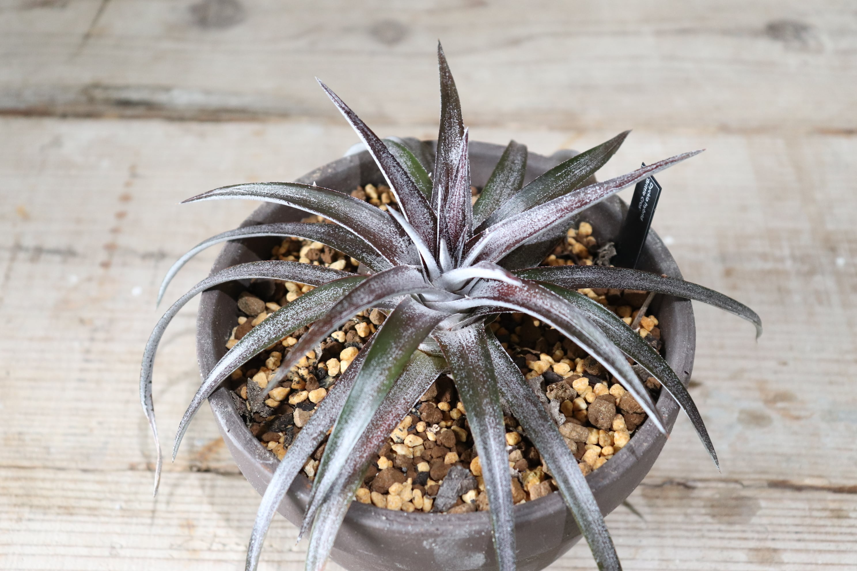 送料無料】 'Brittle Cros' 〔ディッキア〕現品発送D0049 | plane plants