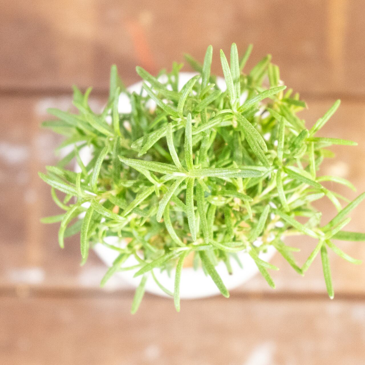 ローズマリー｜可愛い丸形フォルムのミニ盆栽スタイル × 爽やかな香りのハーブ【虫発生抑制／手作りモルタル鉢】