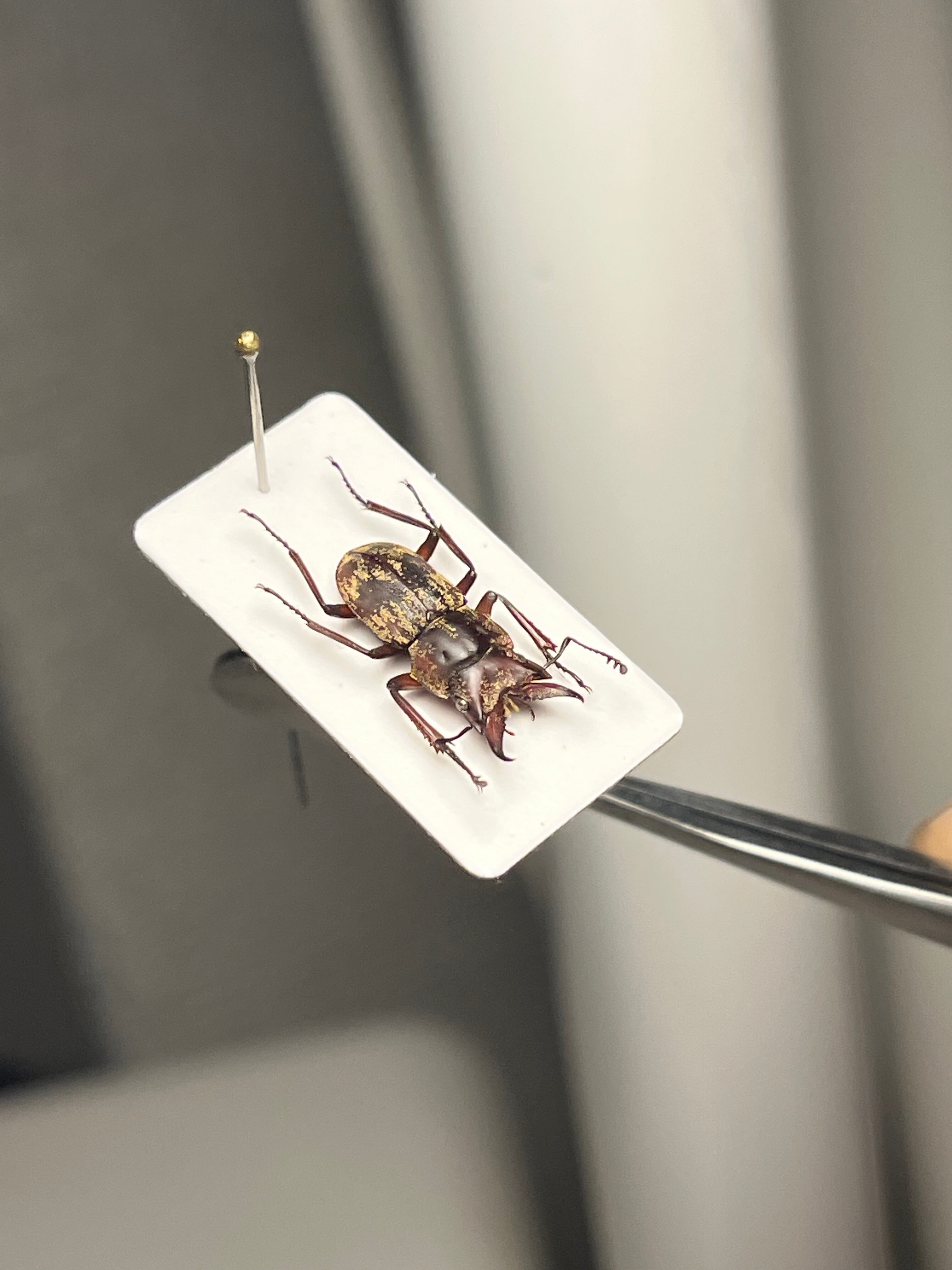 12mm】エンマクワガタの一種 標本Auxicerus インカクワガタ チュウ