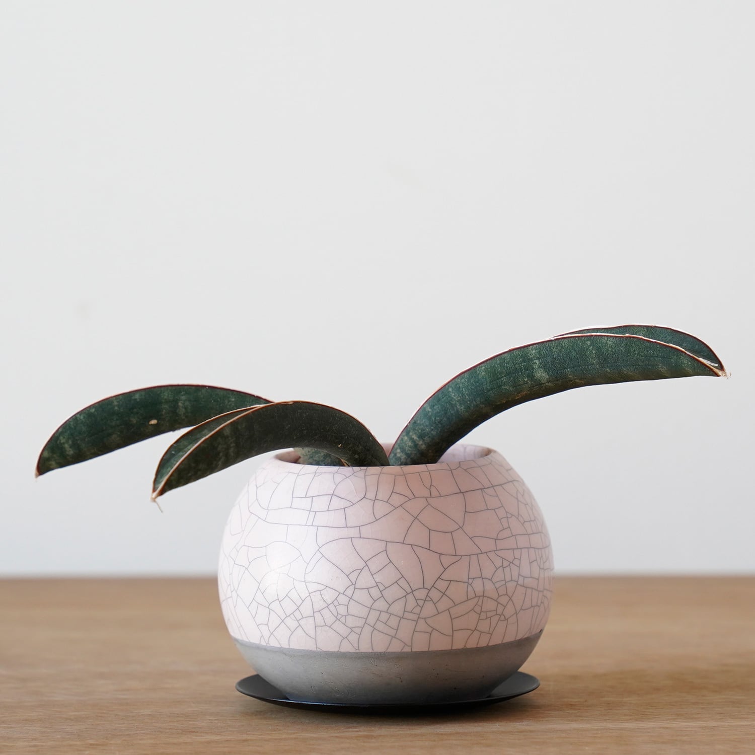 一点もの | AYANAS（アヤナス）｜観葉植物のセレクトショップ・通販
