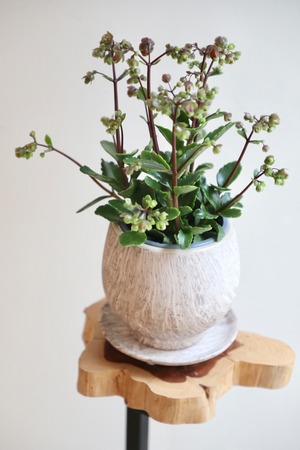 【S】カランコエ ウェンディー/Kalanchoe Wendy　※陶器鉢付き