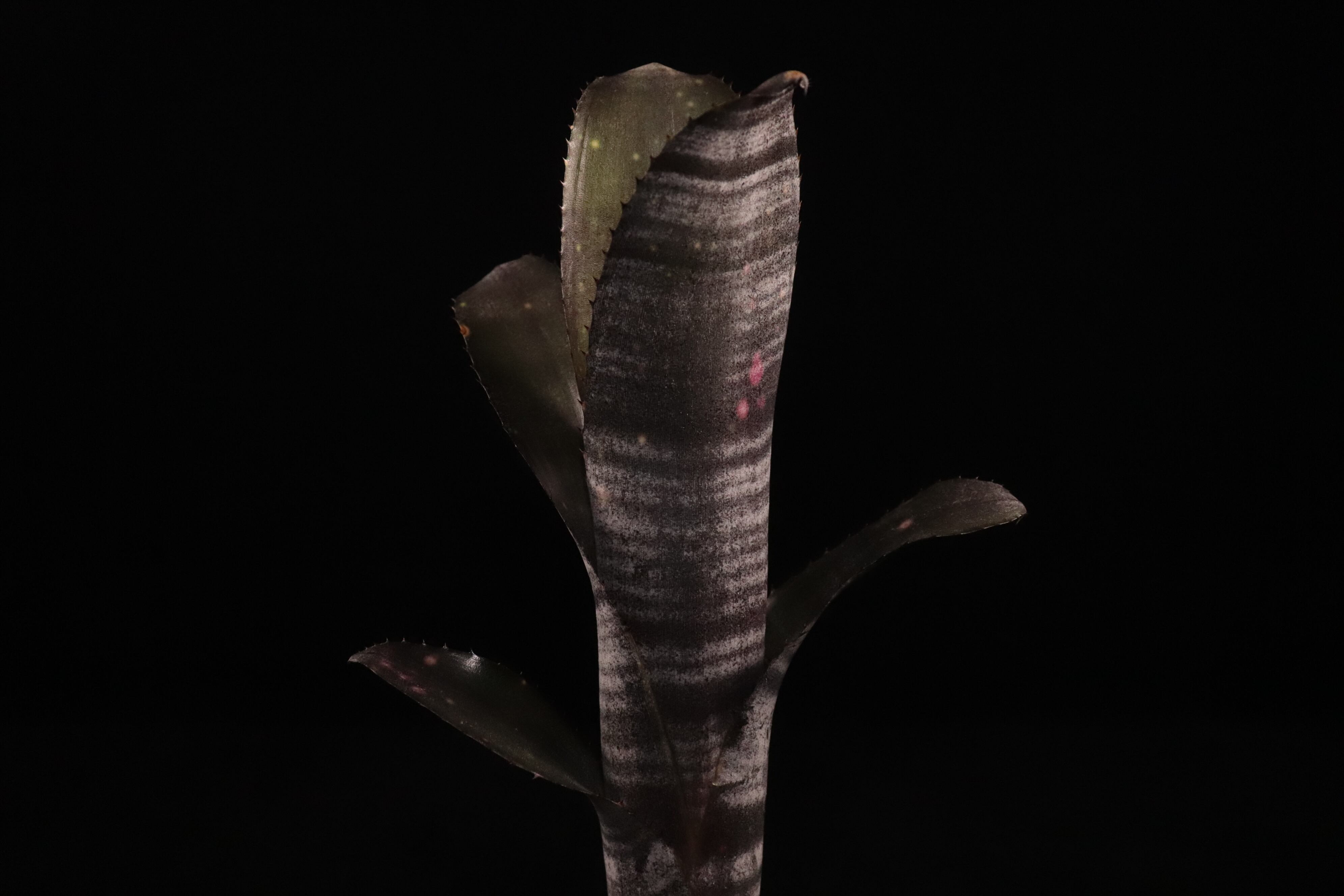 送料無料】Billbergia 'Domingos Martins' × 'Georgia'〔ビルベルギア