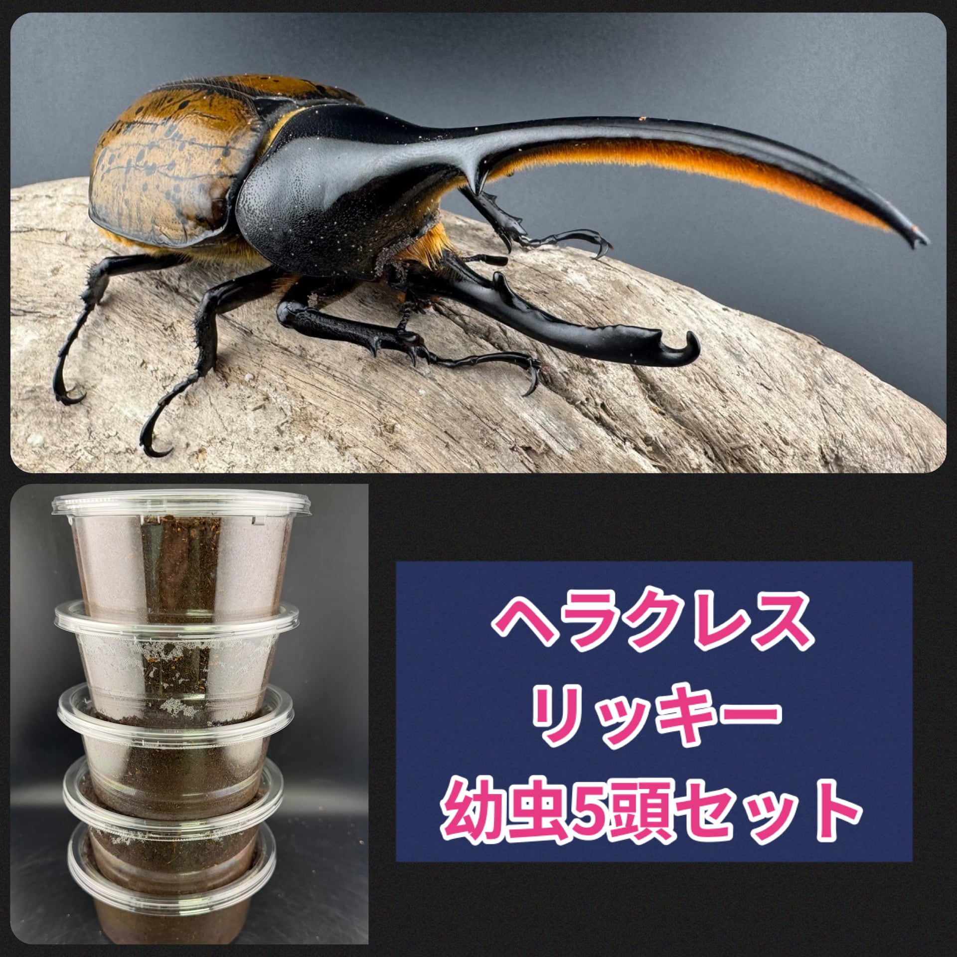 レイシ菌糸ブロック 4000cc | KPW公式オンラインショップ