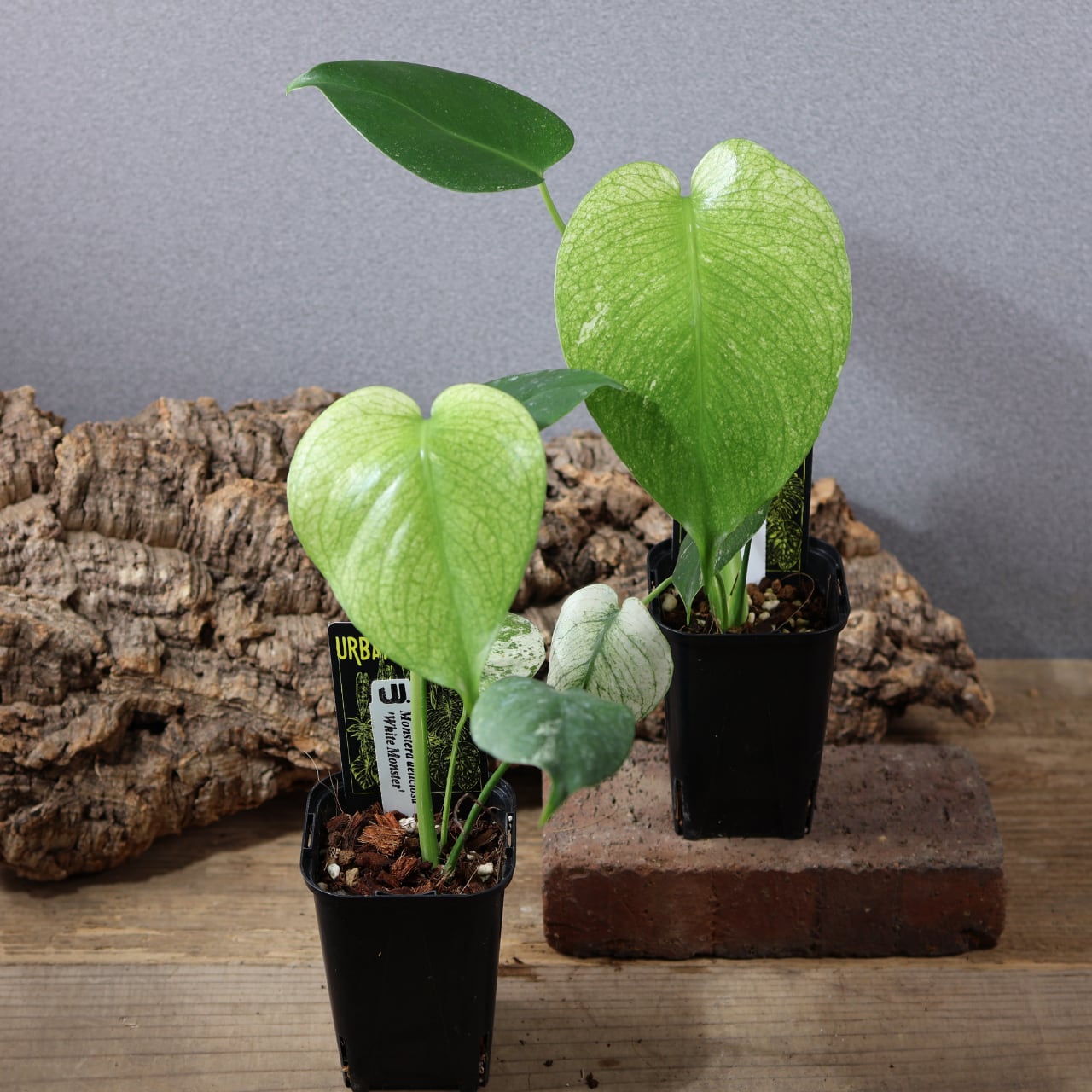 ALL ITEM | MARX PLANTS | 観葉植物・多肉植物・塊根植物