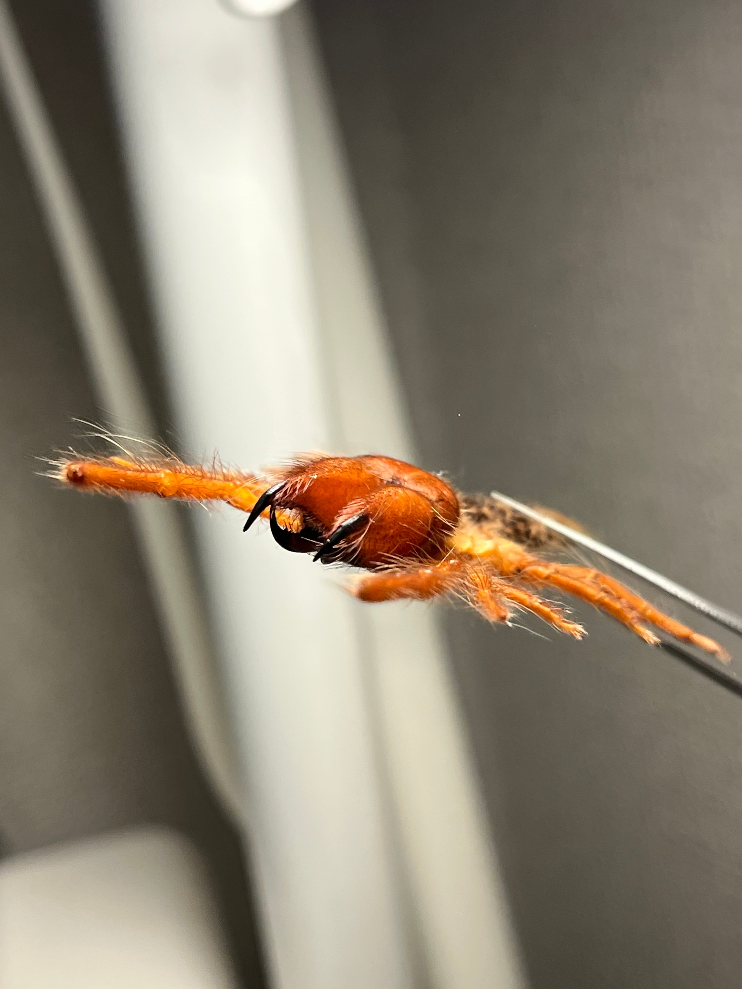 【発色良好】ブラッドレッドヒヨケムシ Dinorhaxウデムシ 奇蟲標本 太顎】ブラッドレッドヒヨケムシ Dinorhaxウデムシ 奇蟲標本 標本 昆虫