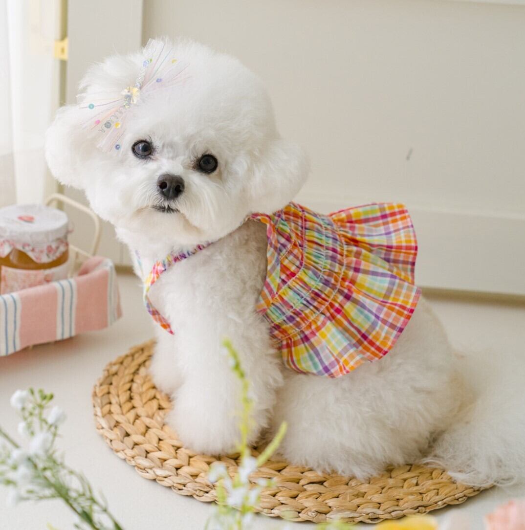 予約【pets＆me】Rainbow Crop