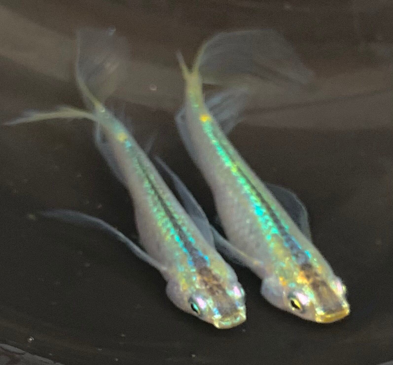 緑光ヒレナガメダカ りょっこう 1ペア Fresh Kobo