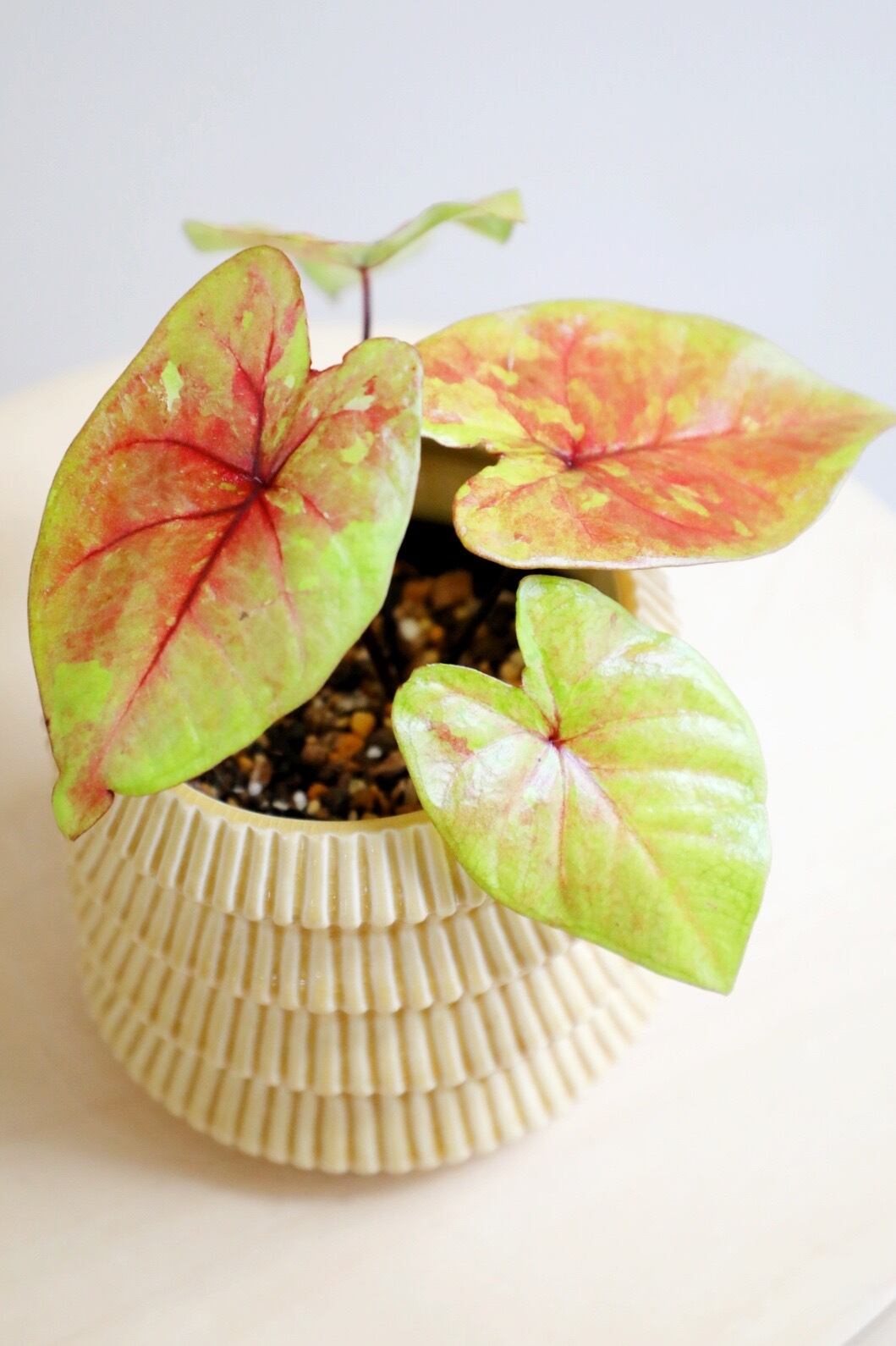カラジウム S】カラジウム フラッシュ/Caladium | 【厳選植物・器】MIDORI DOUMEI