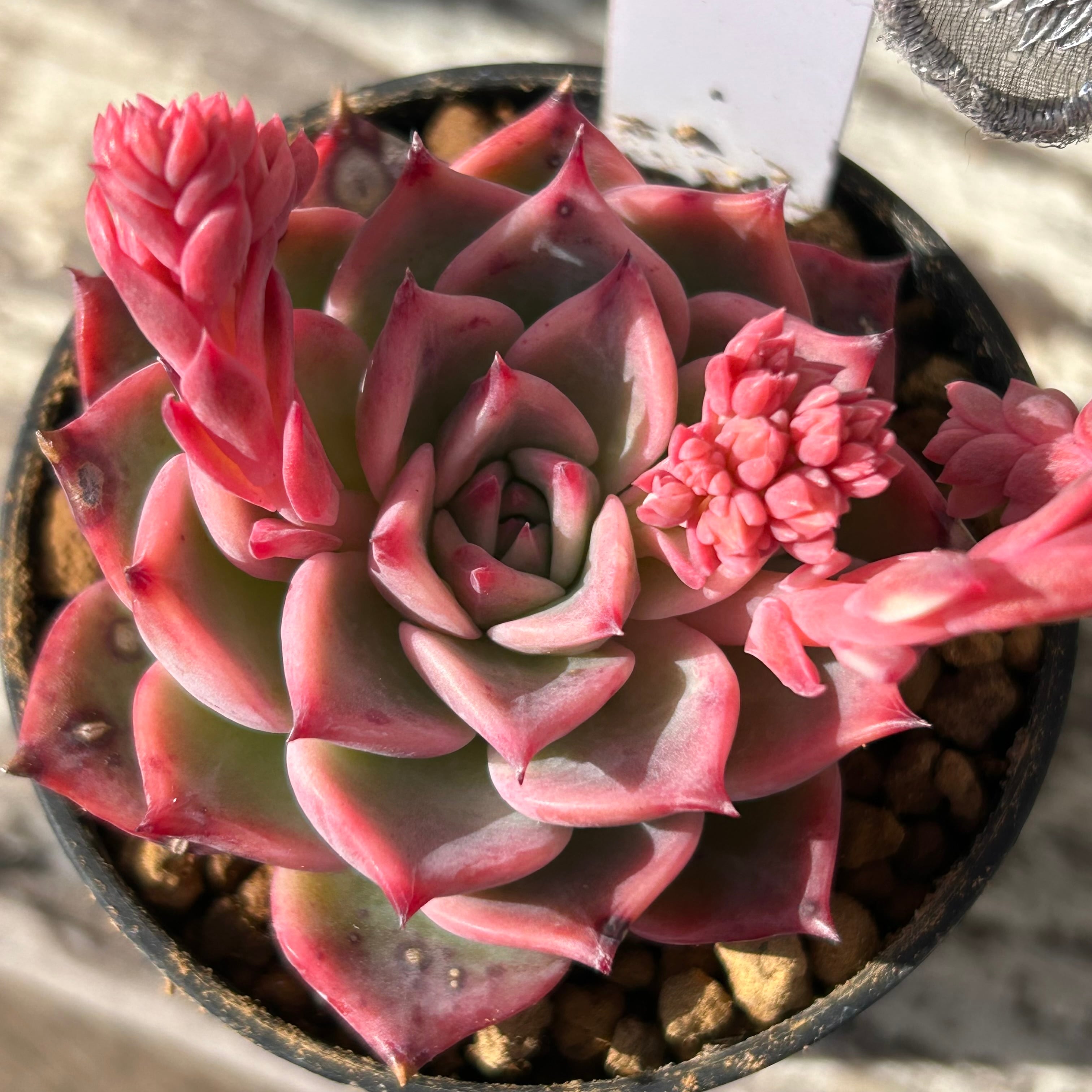 チワワエンシス イエコラ | RuPo 多肉植物専門店