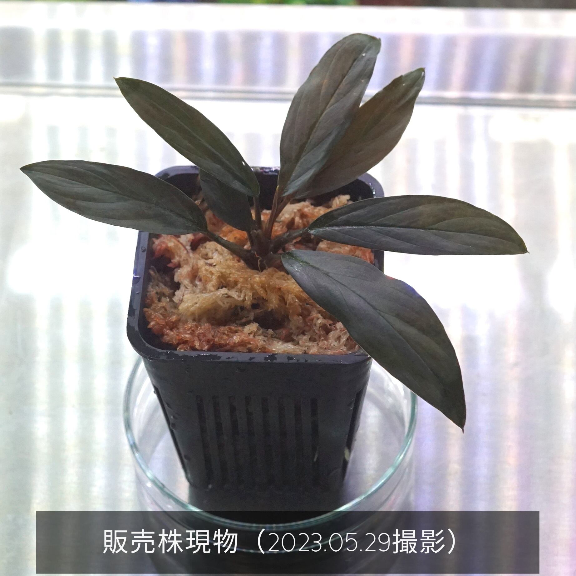 ホマロメナsp.“濡烏” Homalomena【LA0518-02】No-001 | Pay ID ホマロメナsp.“濡烏” Homalomena【LA0518-02】No-001 | Pay ID