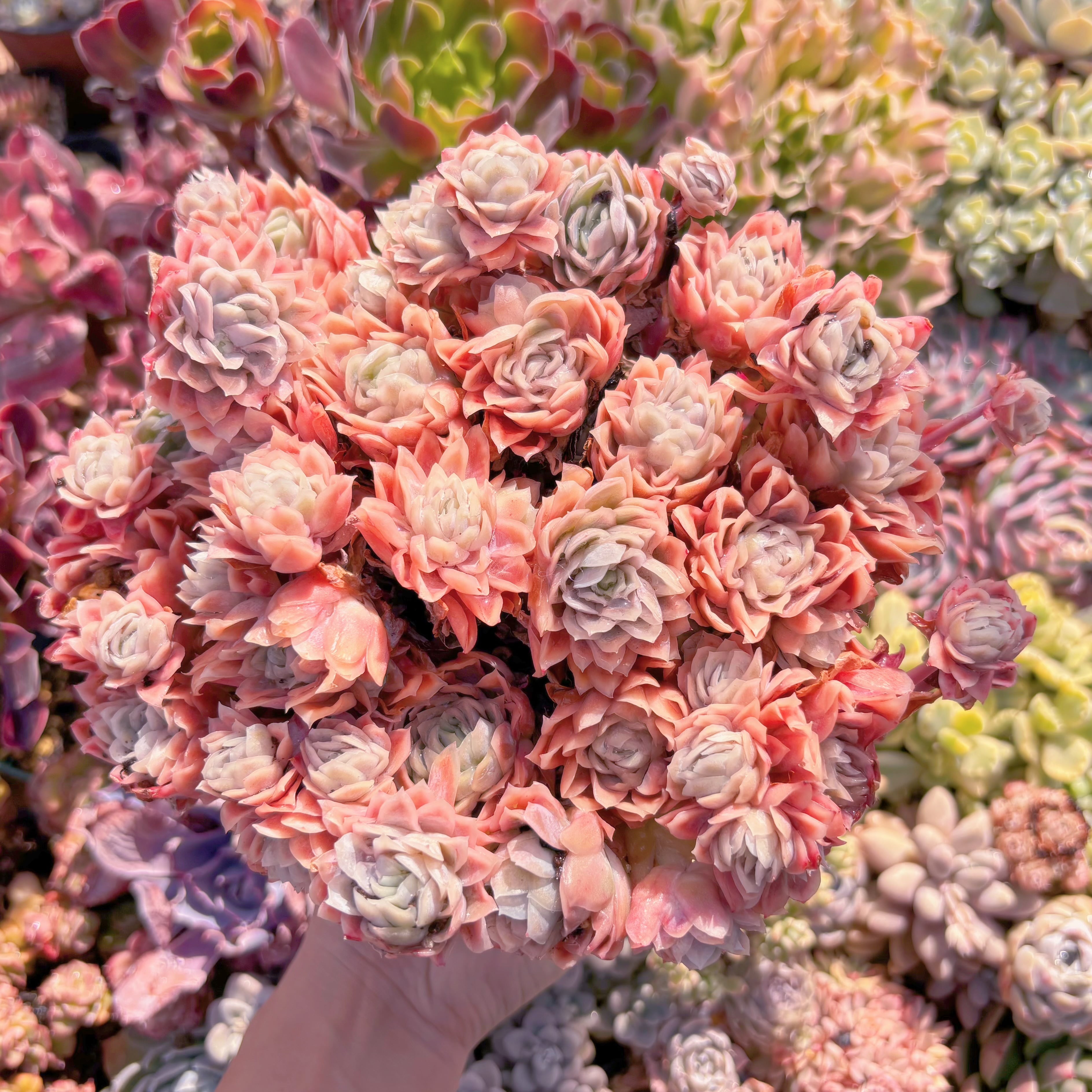 現品　クィーンローズ覆輪錦#2210　大群生　新入荷