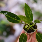 アンスリウム ワロクアーナム / Anthurium Warocqueanum⑭ / 観葉植物<育て方・花言葉>