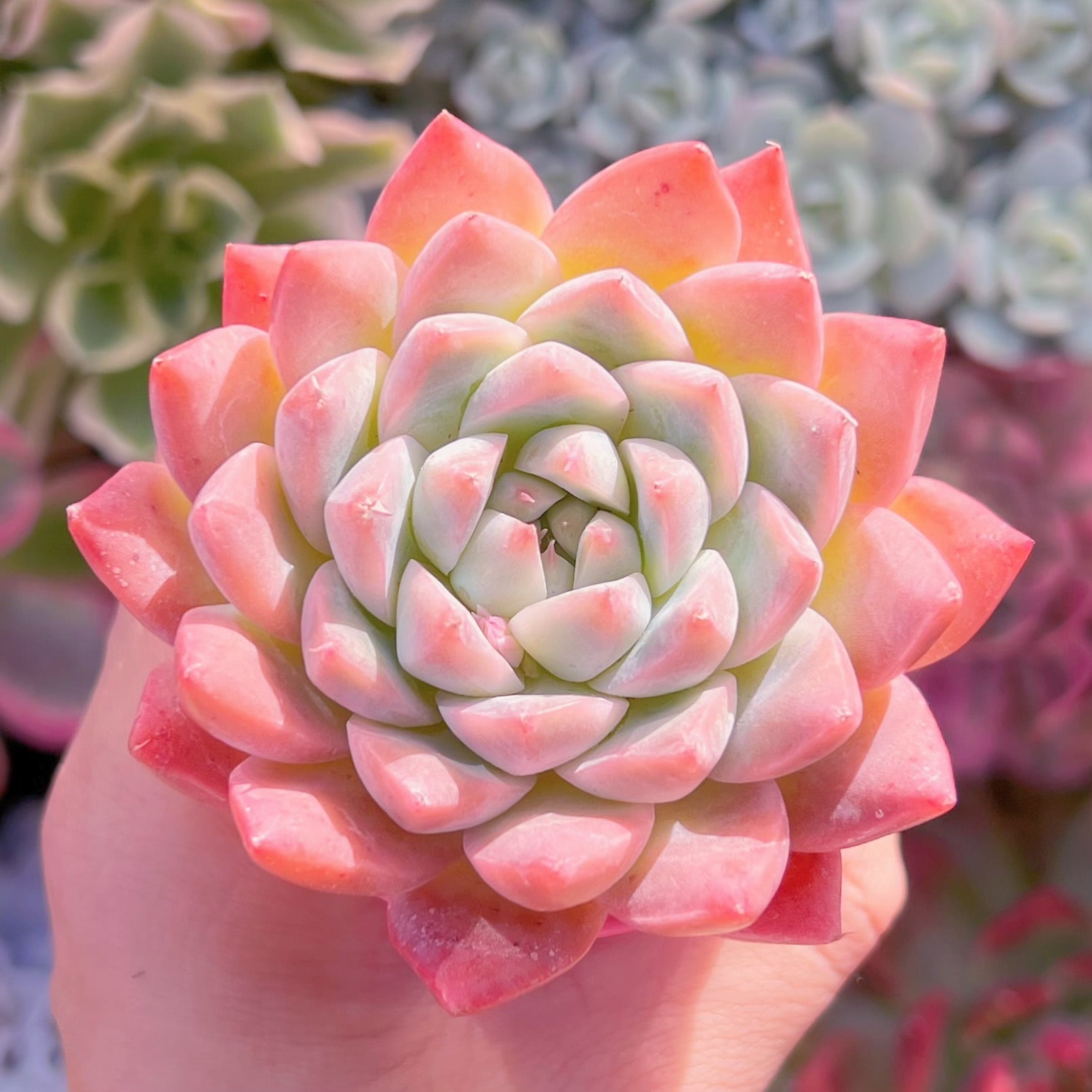 多肉植物　氷糖蜜　新入荷　るる農園