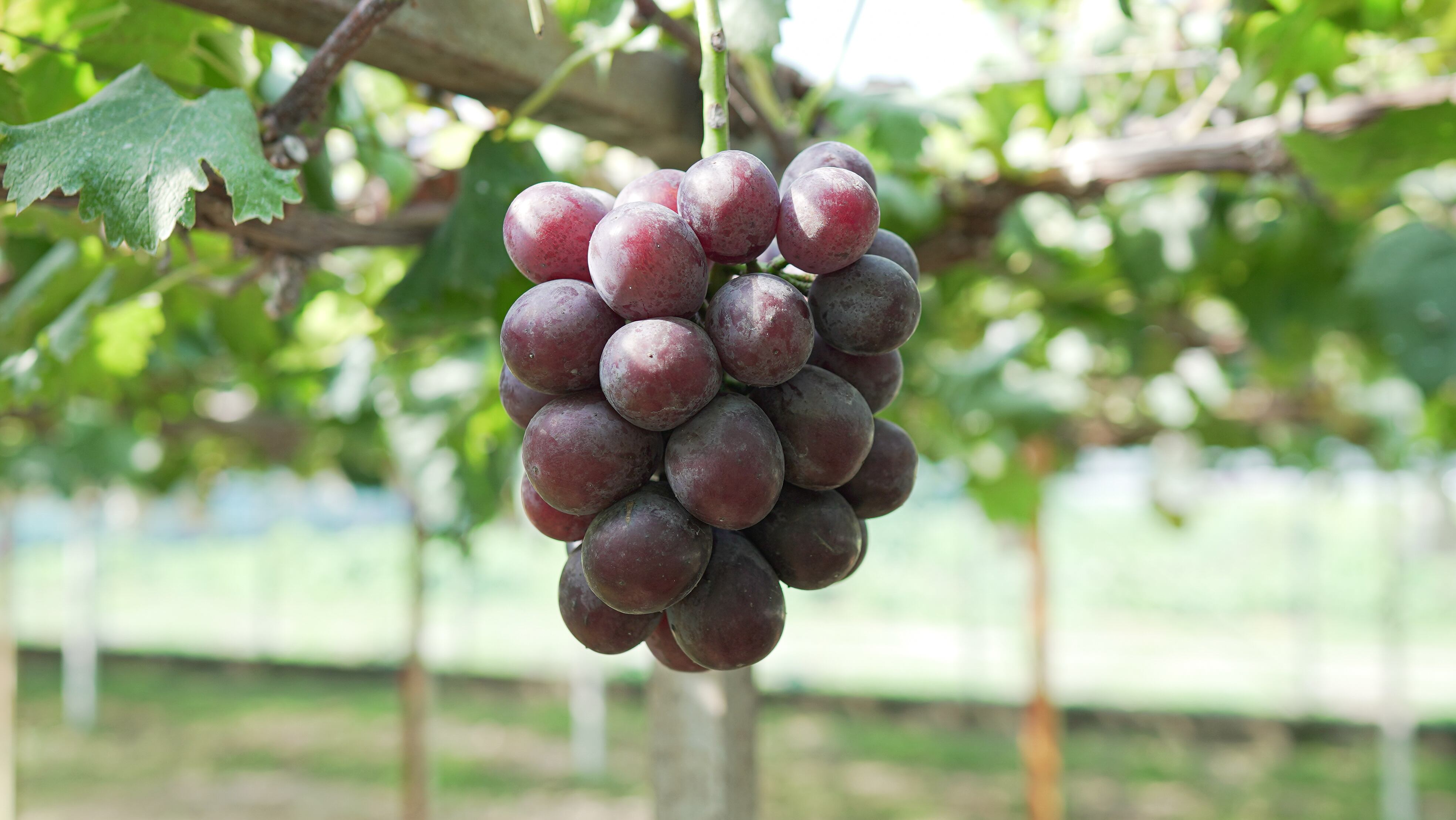 ぶどう 特選人気のぶどうセット | 高知県大月町の特産品通販「おおつきマルシェ」