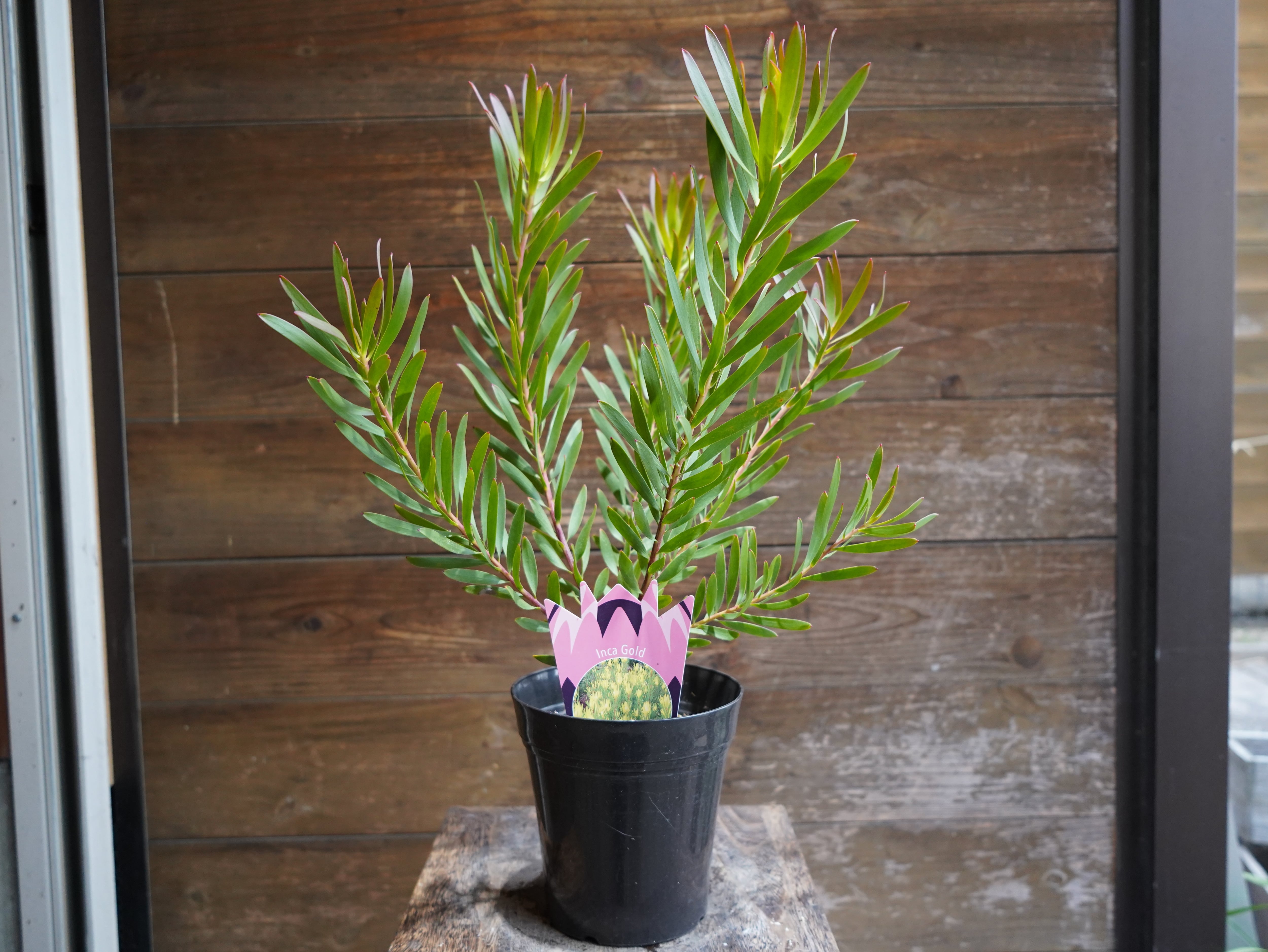 【現物】リューカデンドロン　”Inca Gold”